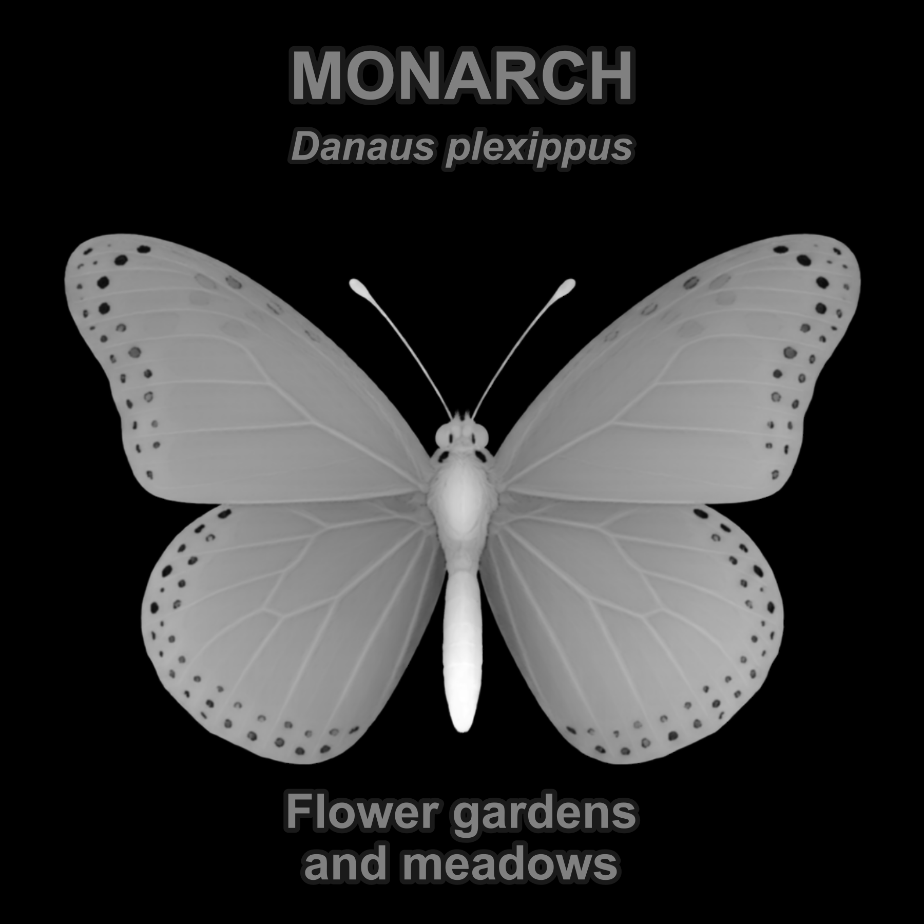 Drag this PNG into xTool Studio Monarch — Relief depth PNG — prototype
