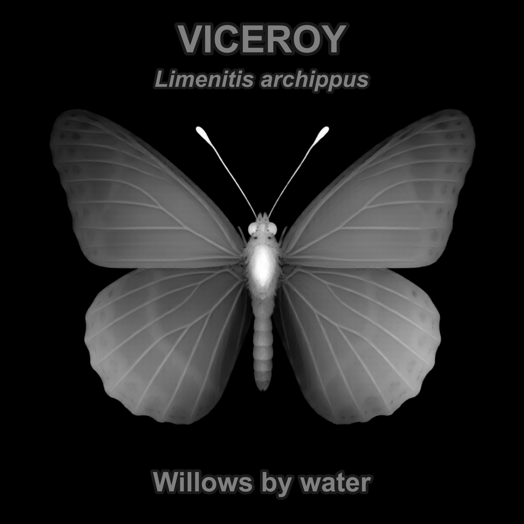 Viceroy — Relief depth PNG — prototype