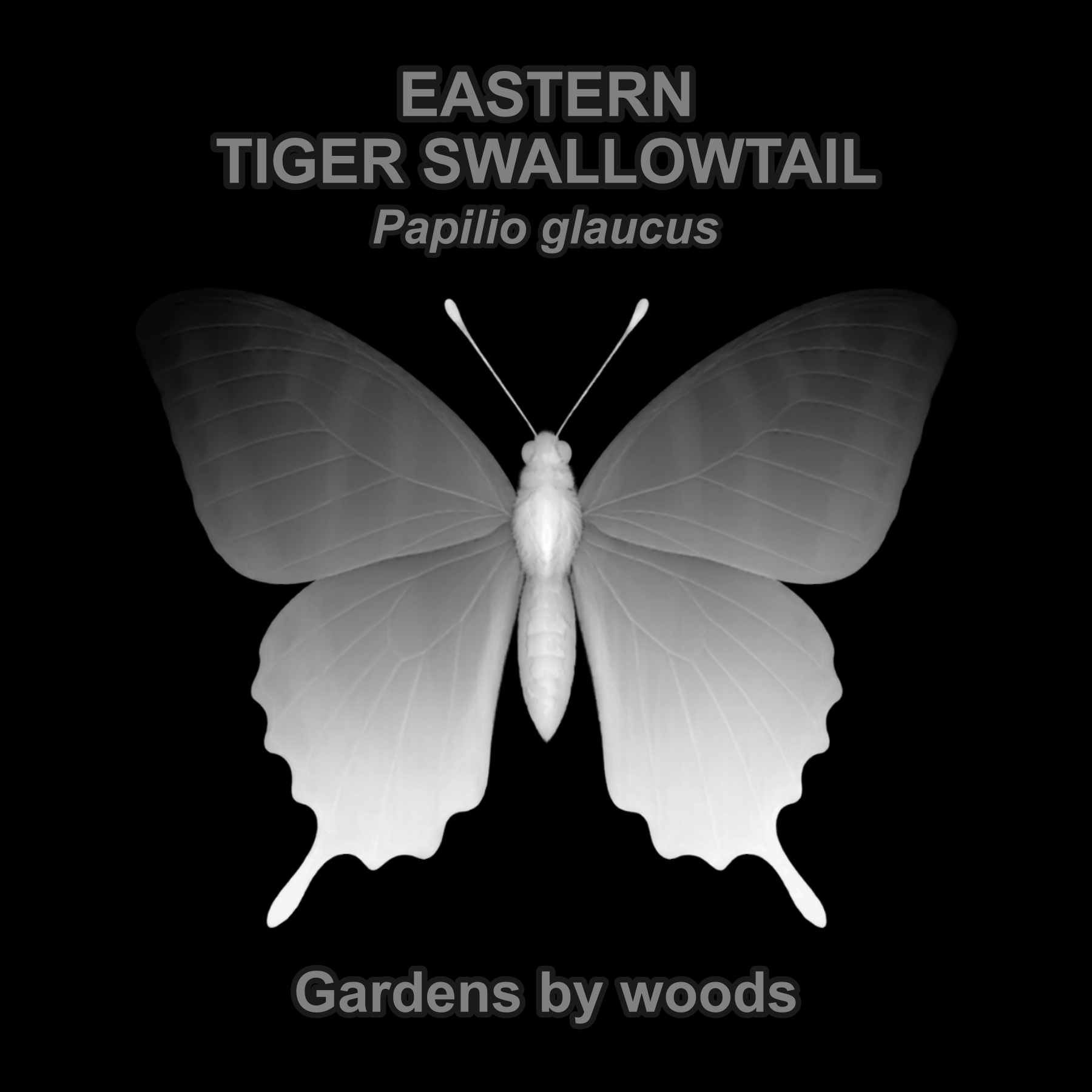 Eastern tiger swallowtail — Relief depth PNG — prototype
