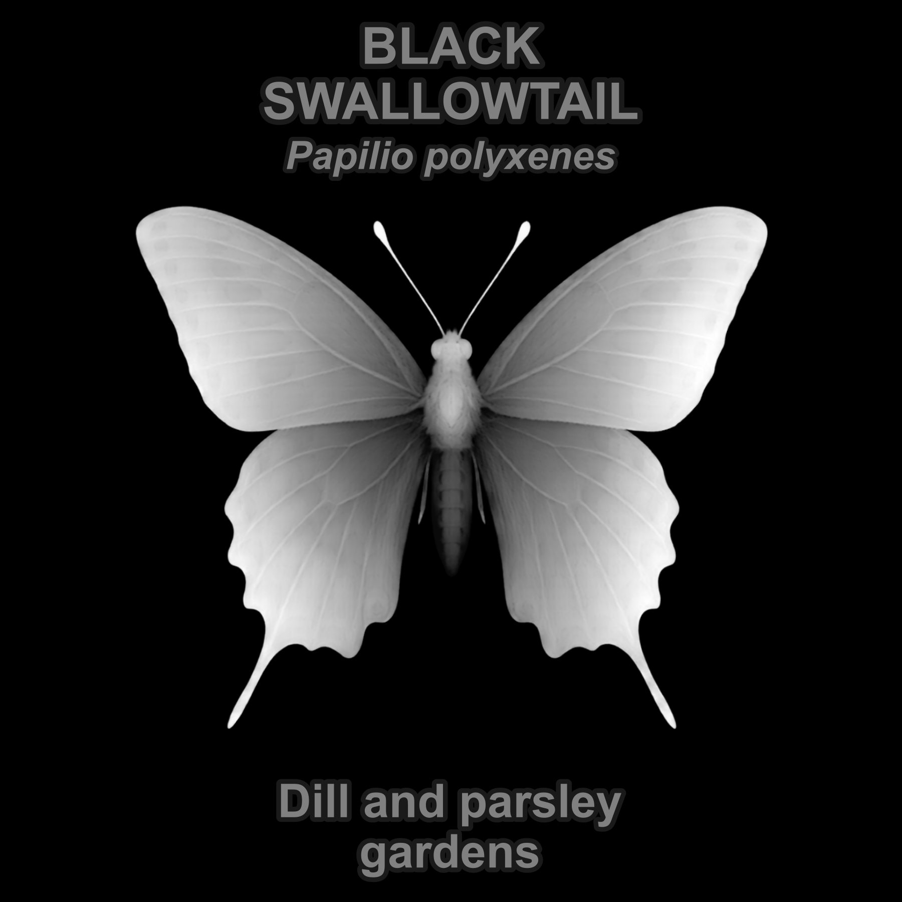 Drag this PNG into xTool Studio Black swallowtail — Relief depth PNG — prototype