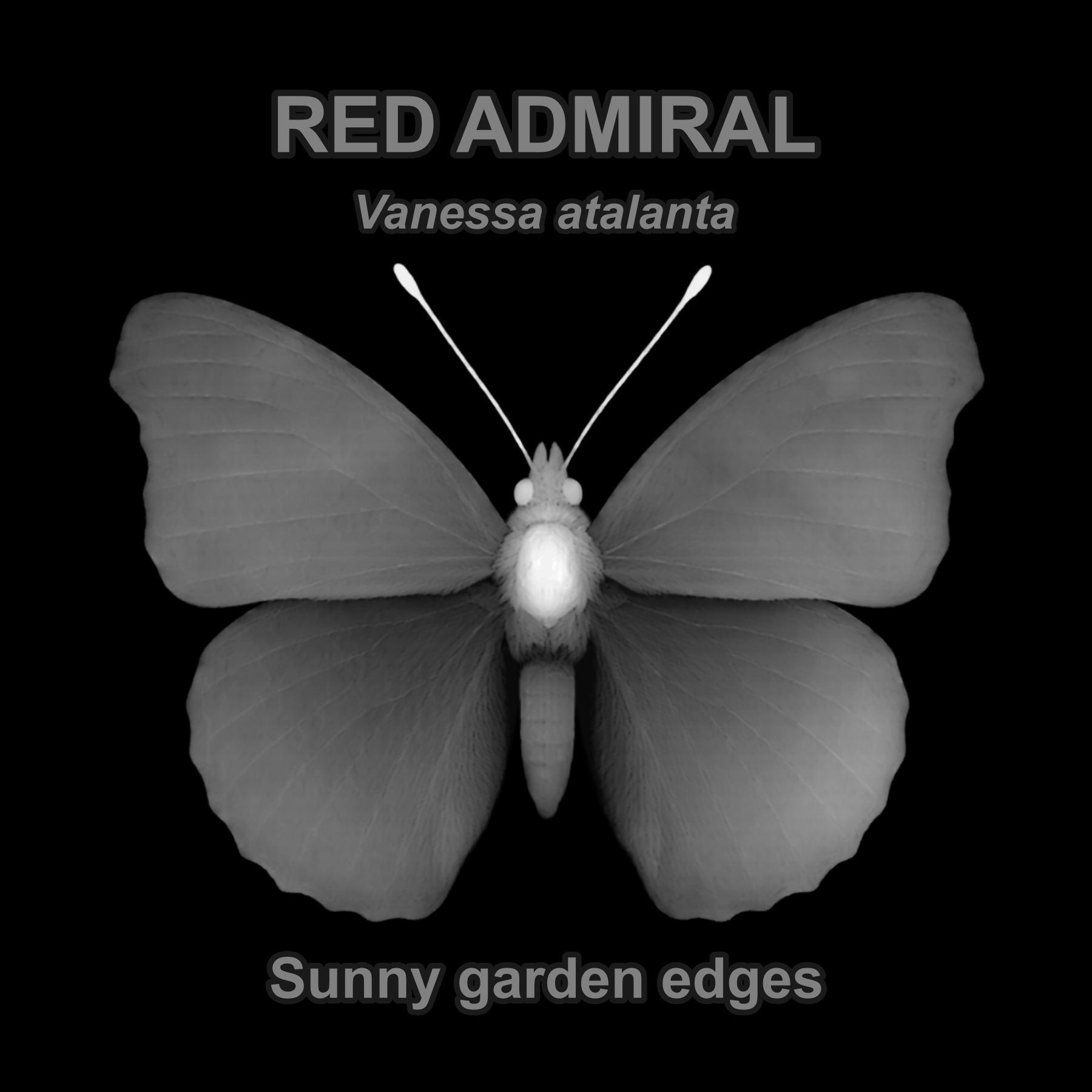 Red admiral — Relief depth PNG — prototype