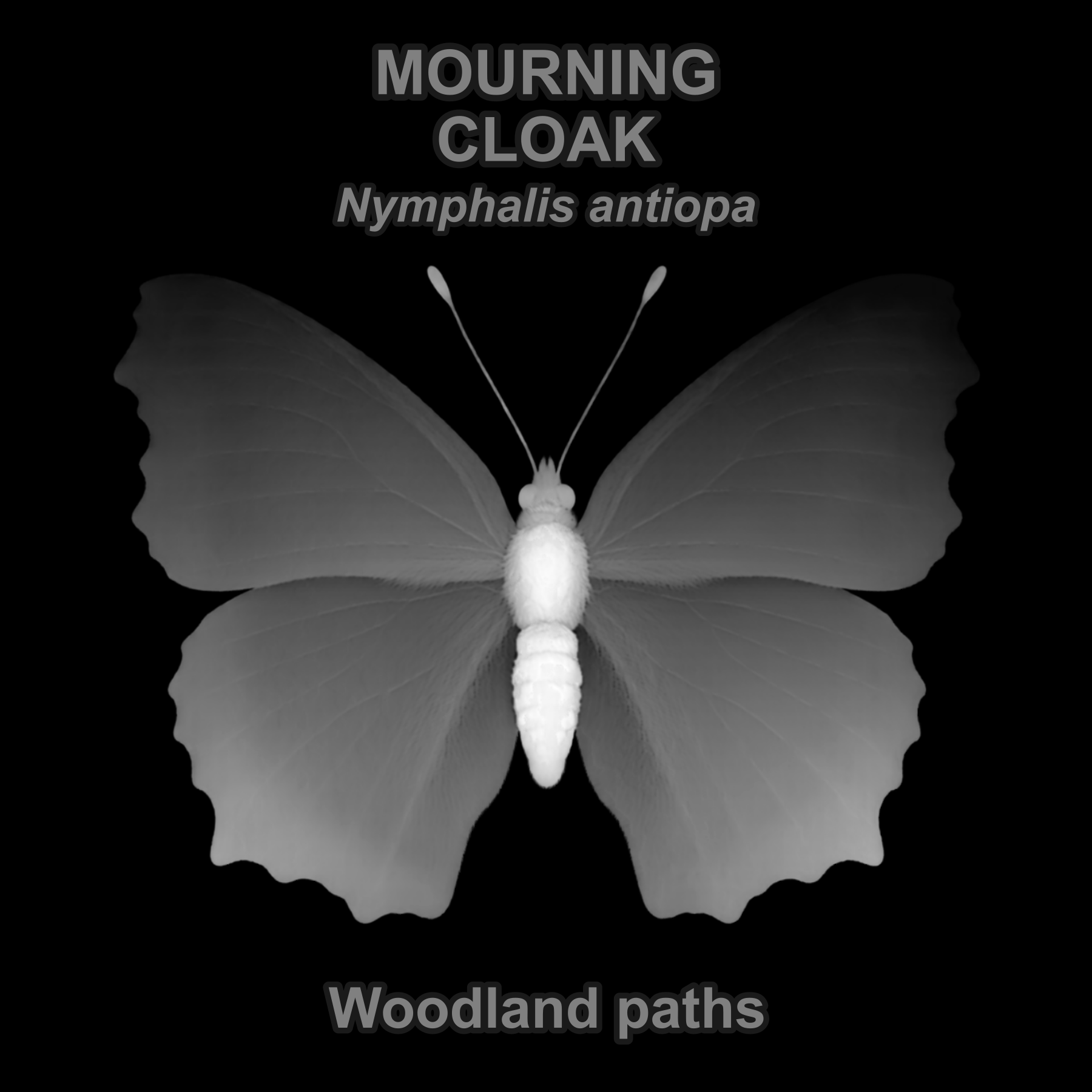 Drag this PNG into xTool Studio Mourning cloak — Relief depth PNG — prototype