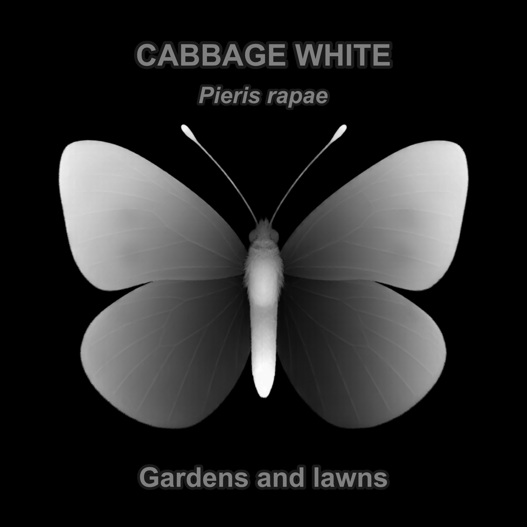 Drag this PNG into xTool Studio Cabbage white — Relief depth PNG — prototype