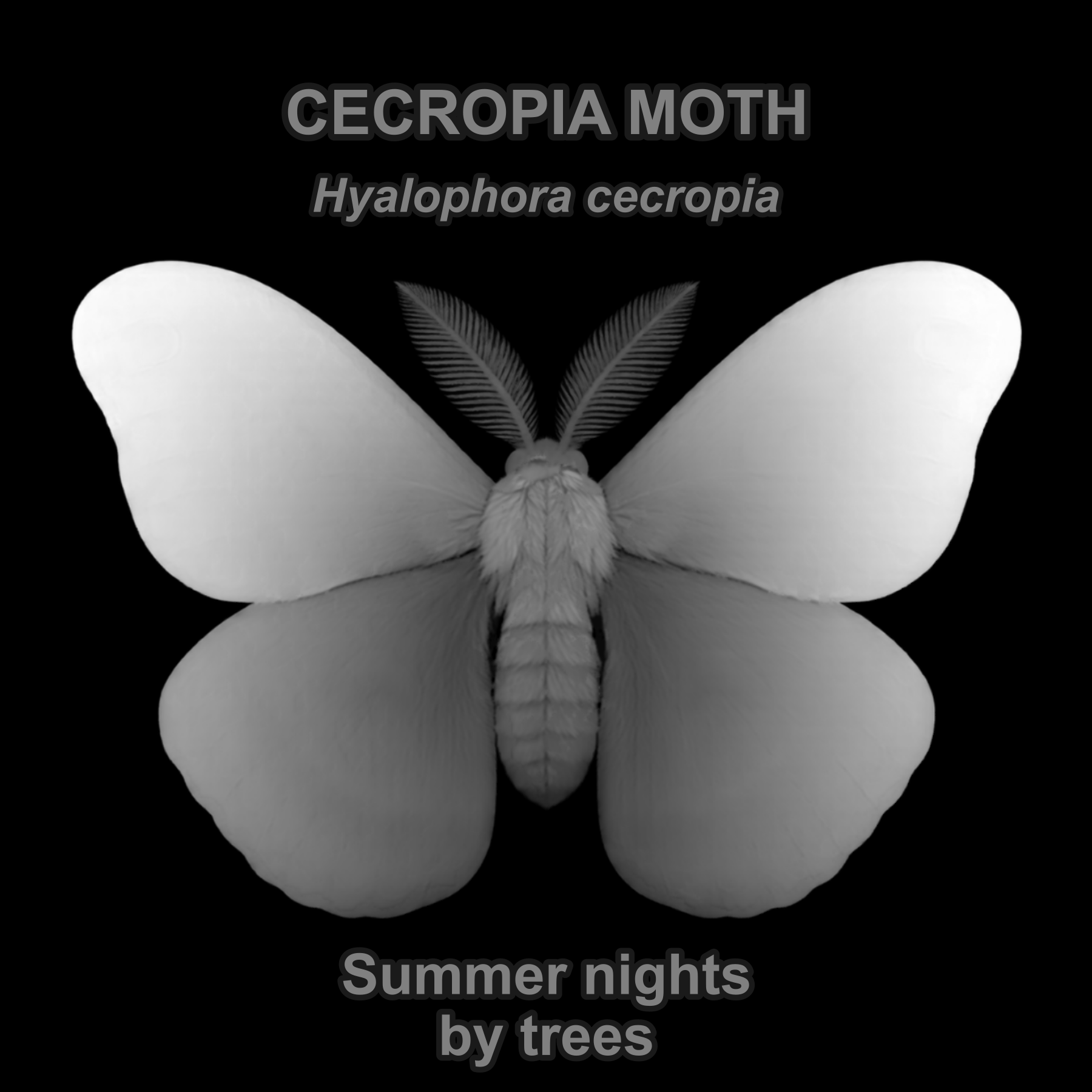 Cecropia moth — Relief depth PNG — prototype