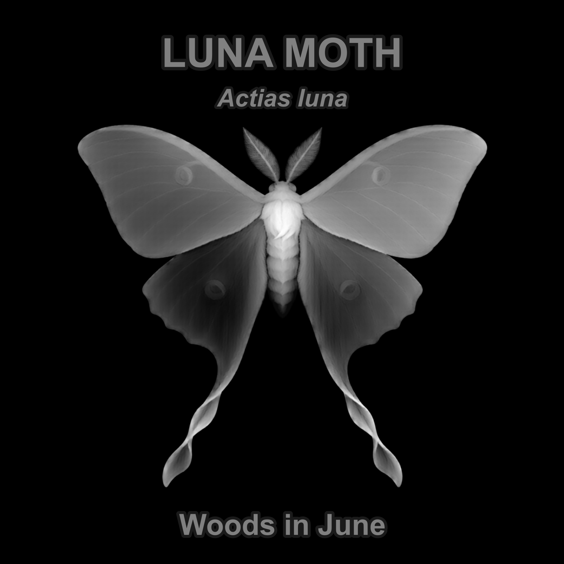 Luna moth — Relief depth PNG — prototype