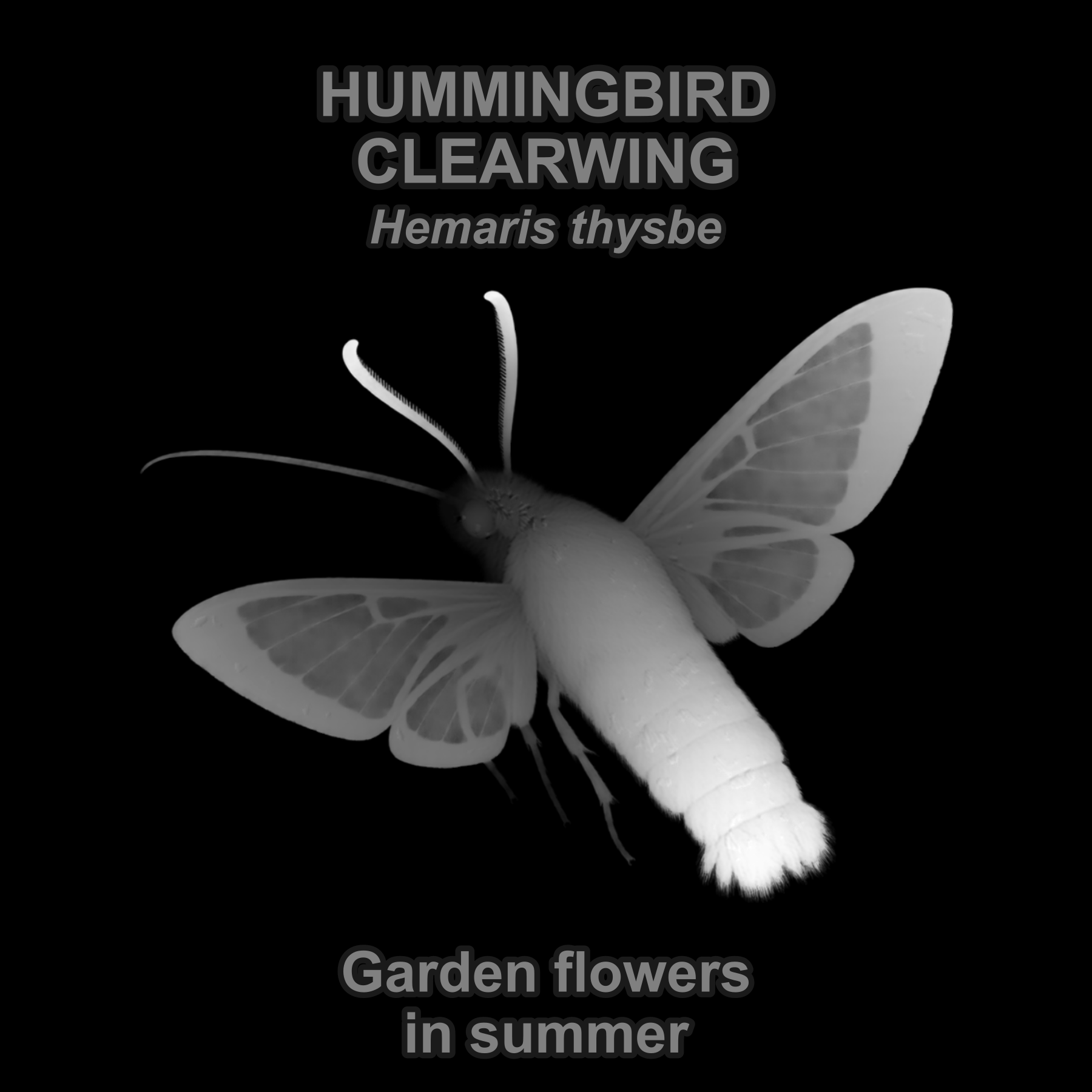 Drag this PNG into xTool Studio Hummingbird clearwing moth — Relief depth PNG — prototype