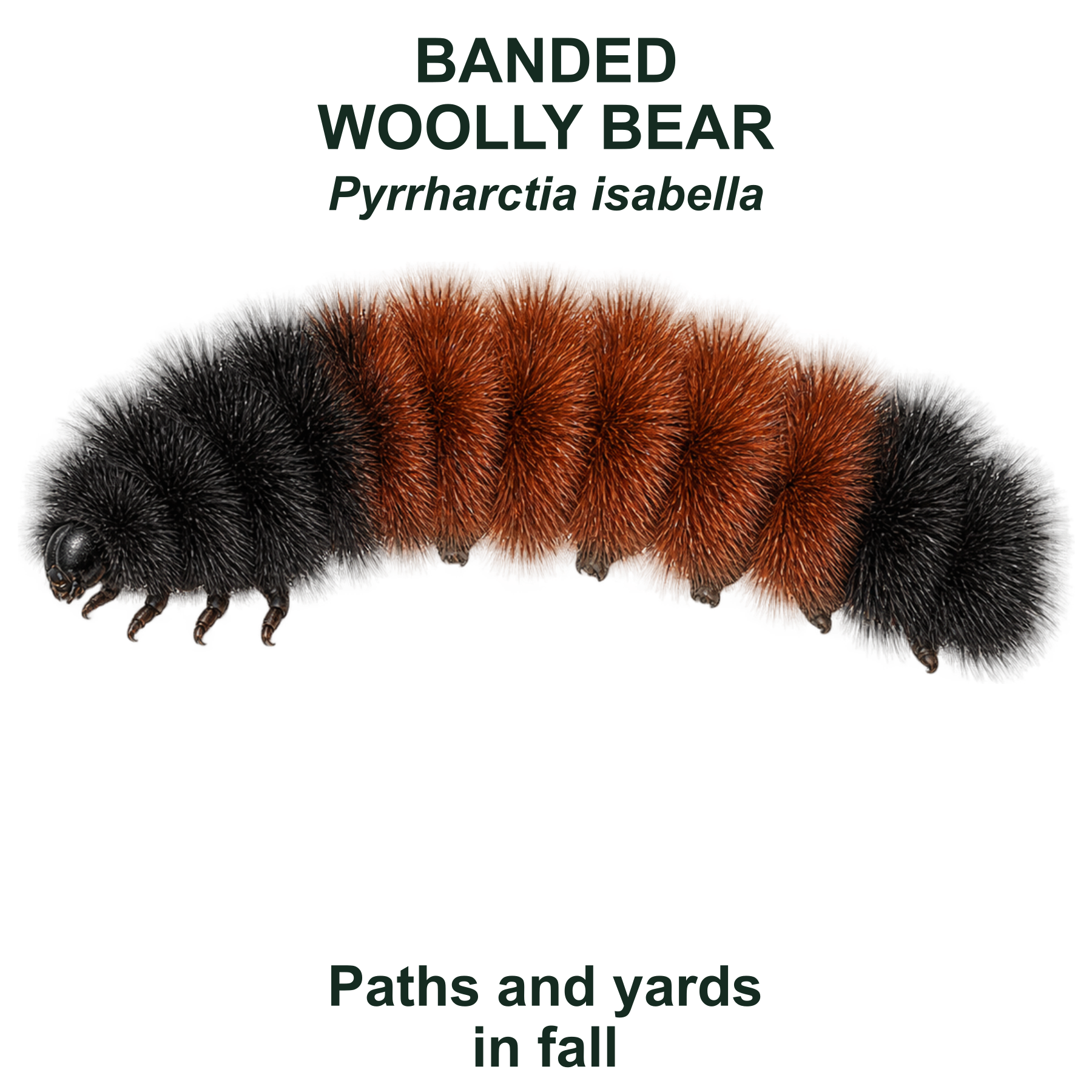 Drag this PNG into xTool Studio Banded woolly bear — Transparent front PNG