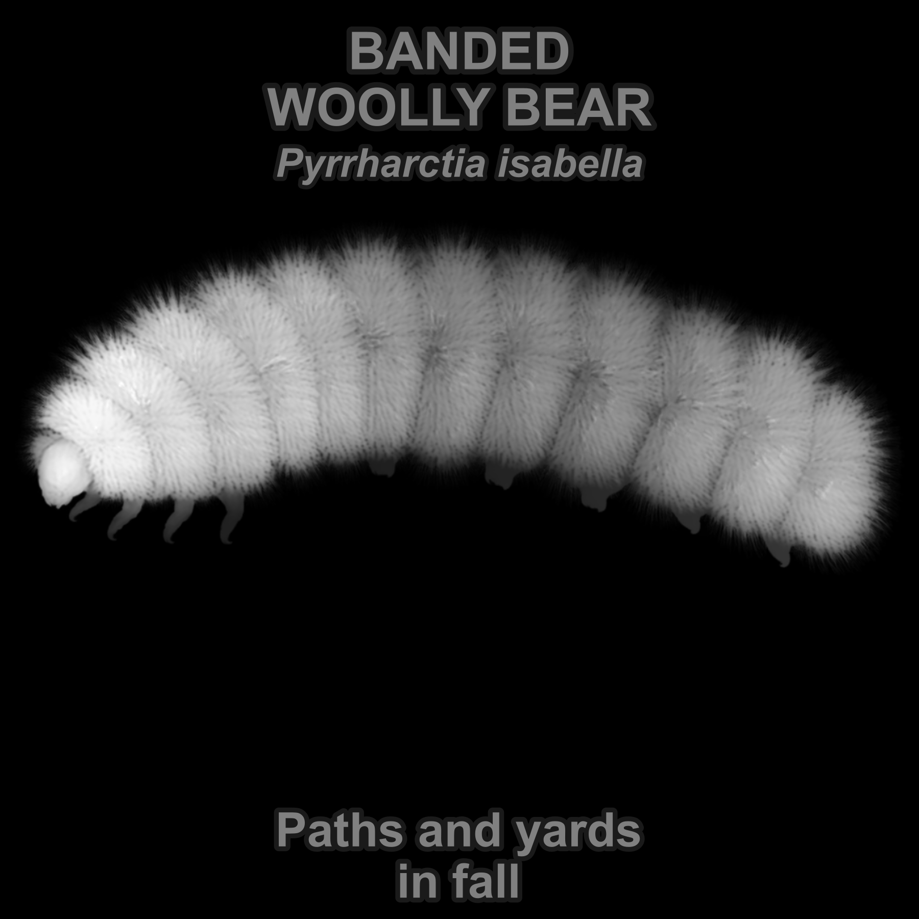 Drag this PNG into xTool Studio Banded woolly bear — Relief depth PNG — prototype