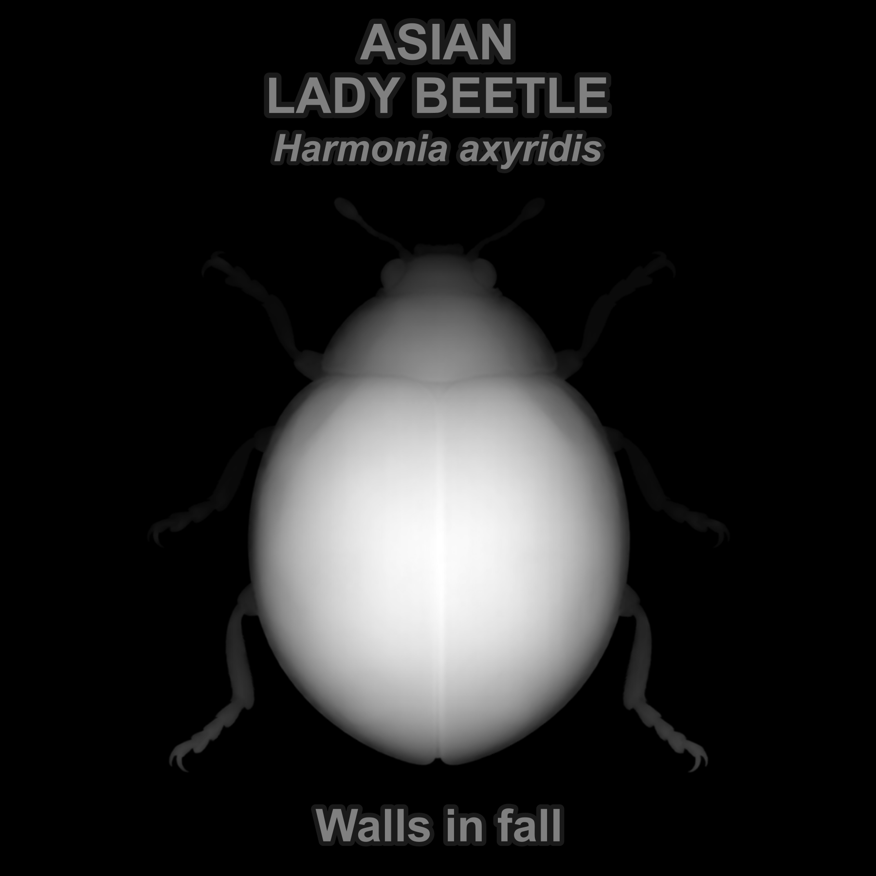 Multicolored Asian lady beetle — Relief depth PNG — prototype