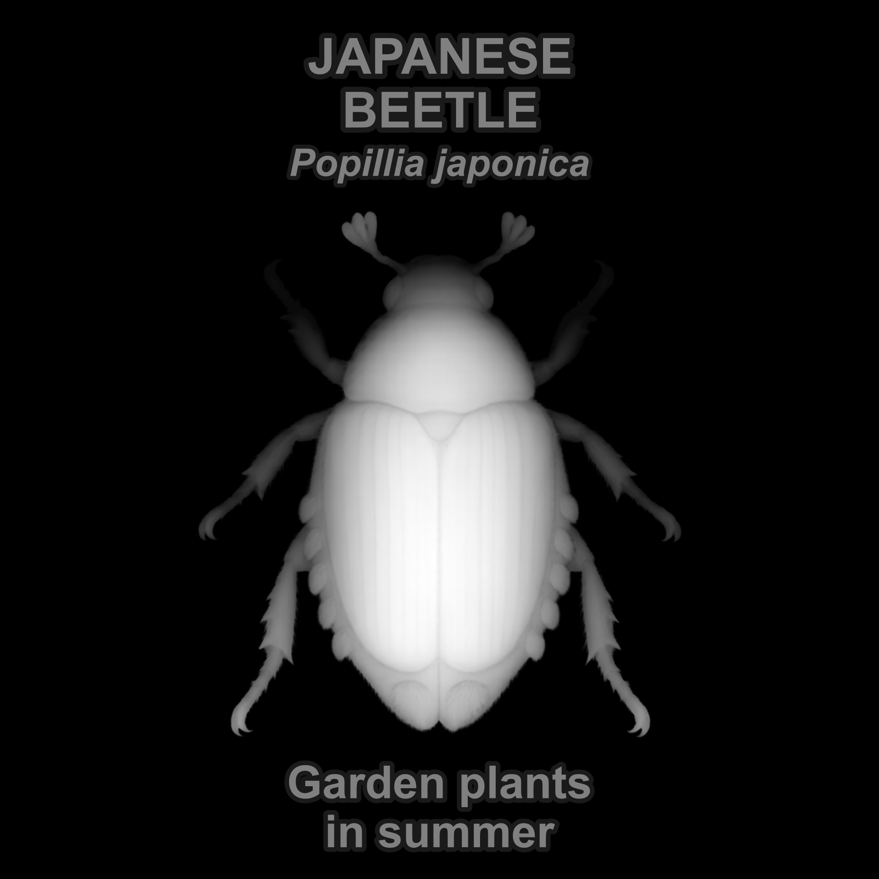 Drag this PNG into xTool Studio Japanese beetle — Relief depth PNG — prototype