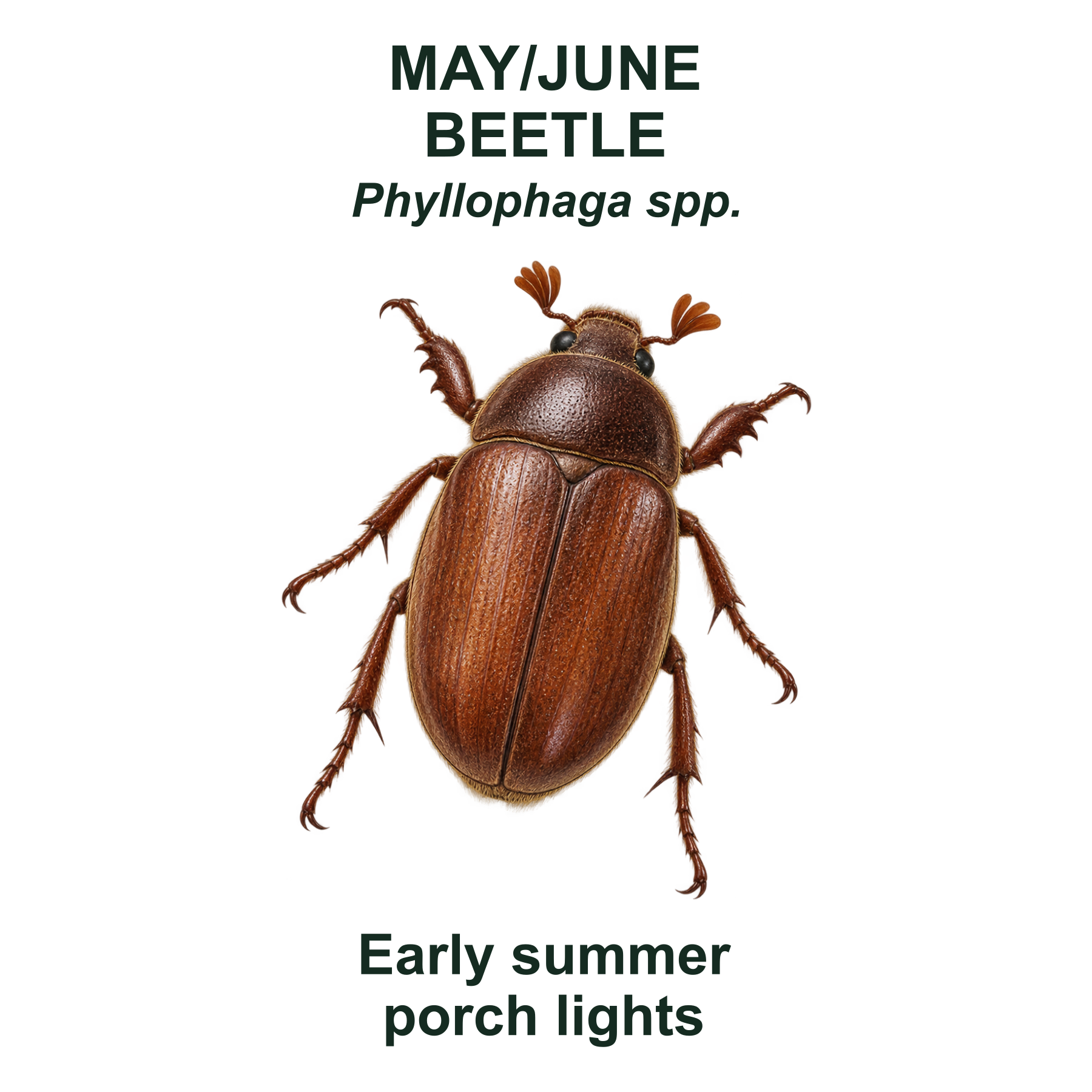 May/June beetle — Transparent front PNG