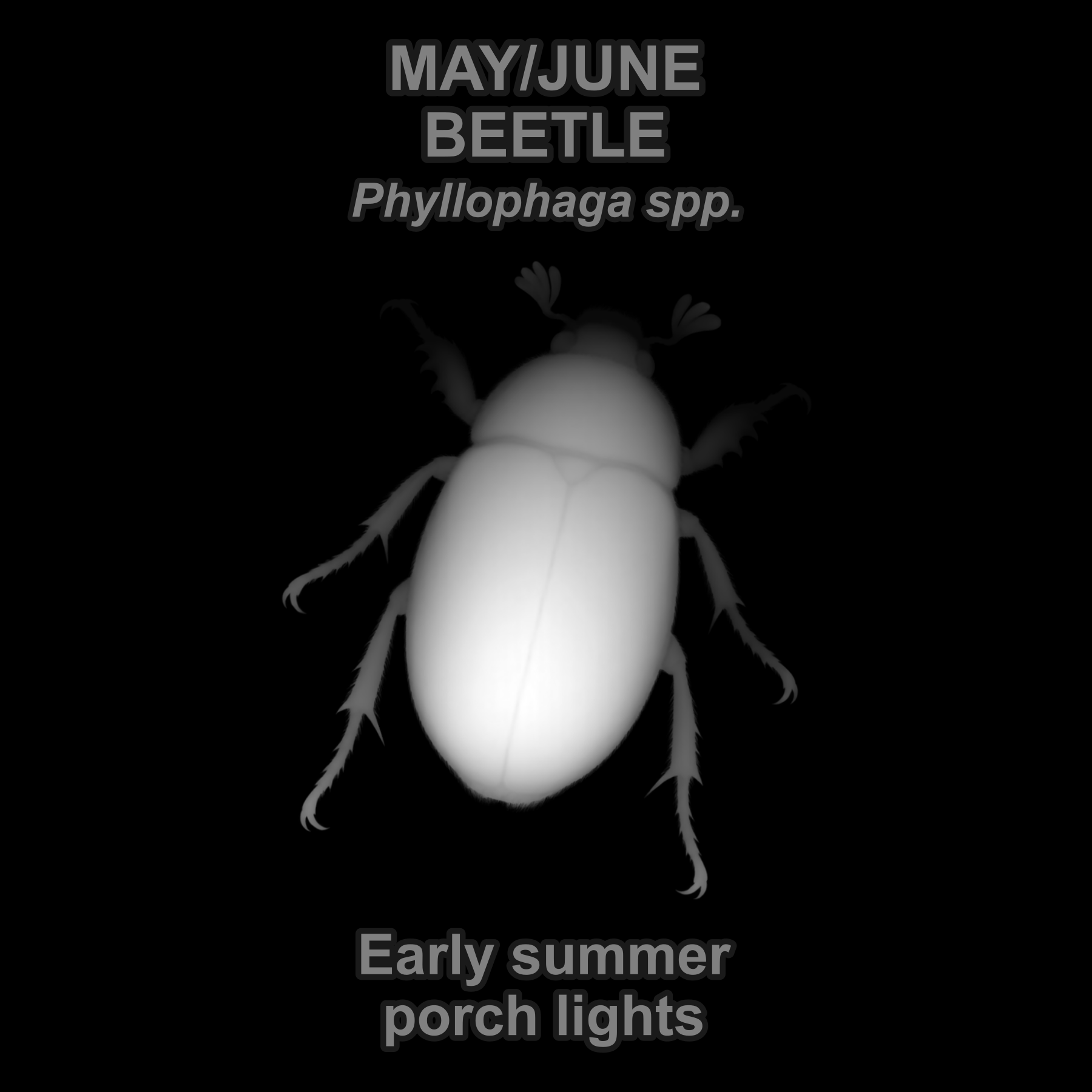 May/June beetle — Relief depth PNG — prototype