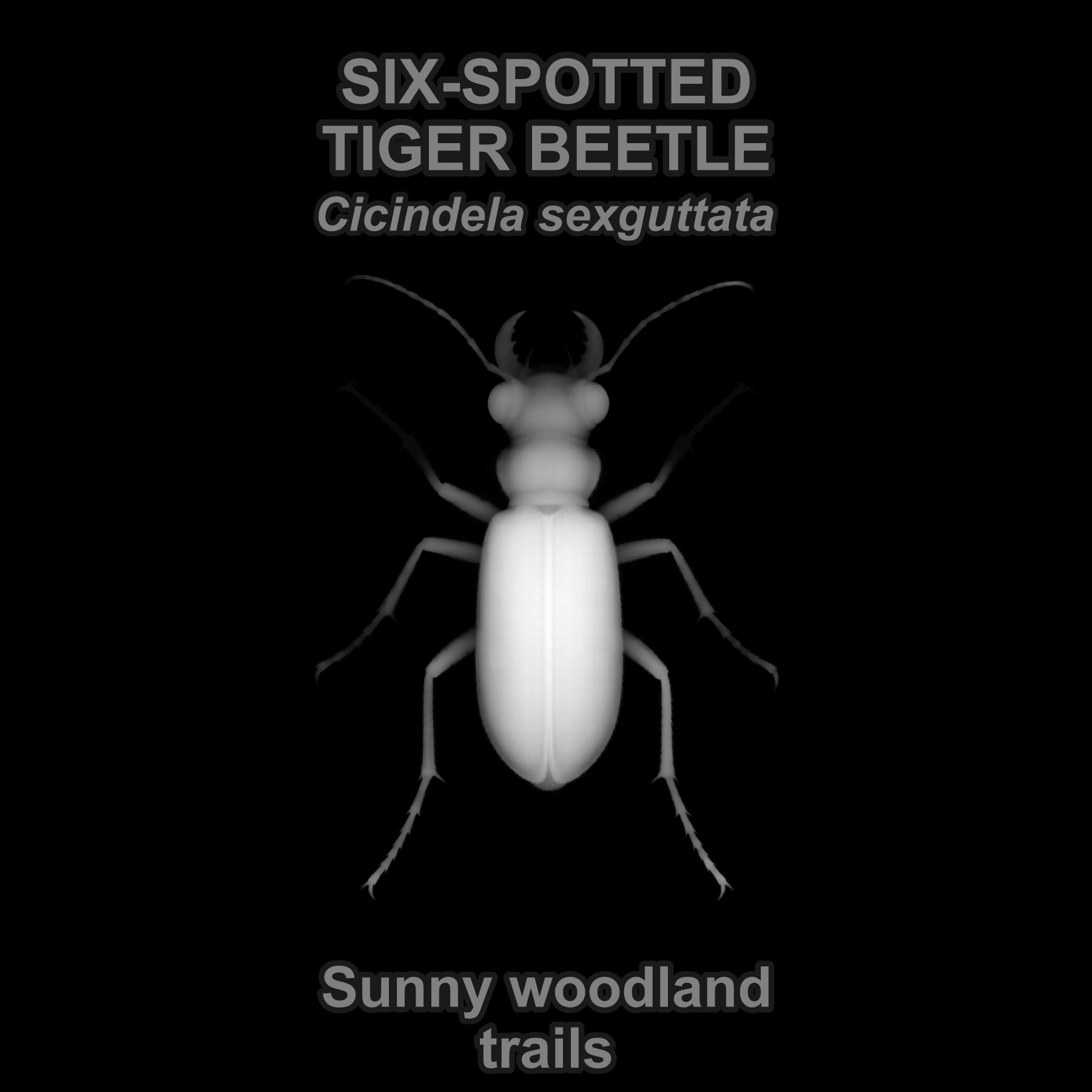 Six-spotted tiger beetle — Relief depth PNG — prototype
