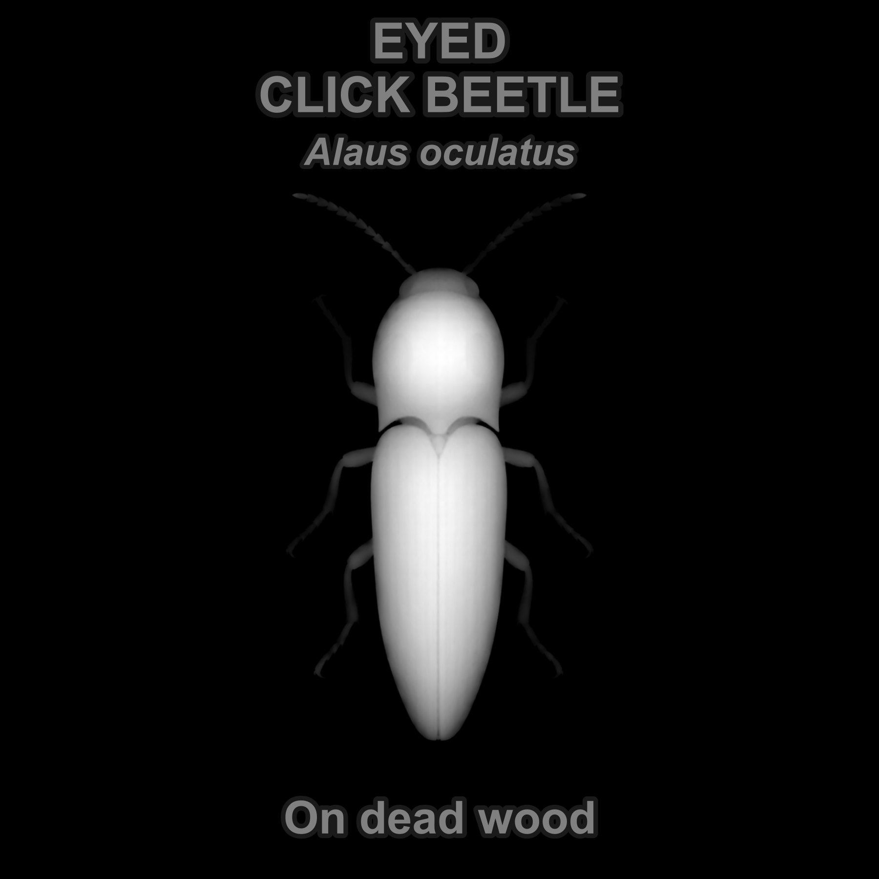 Drag this PNG into xTool Studio Eastern eyed click beetle — Relief depth PNG — prototype
