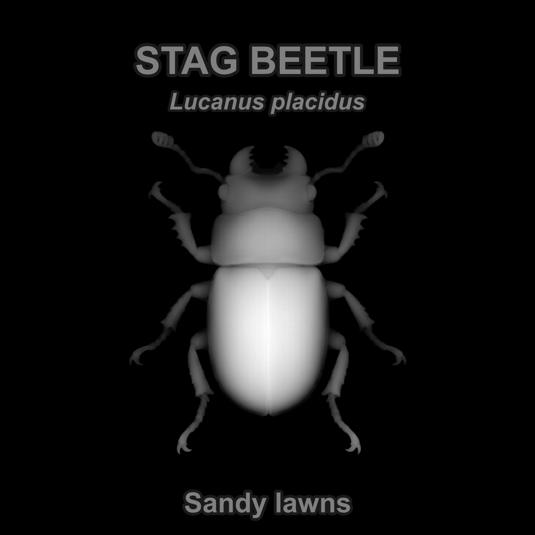 Drag this PNG into xTool Studio Stag beetle — Relief depth PNG — prototype