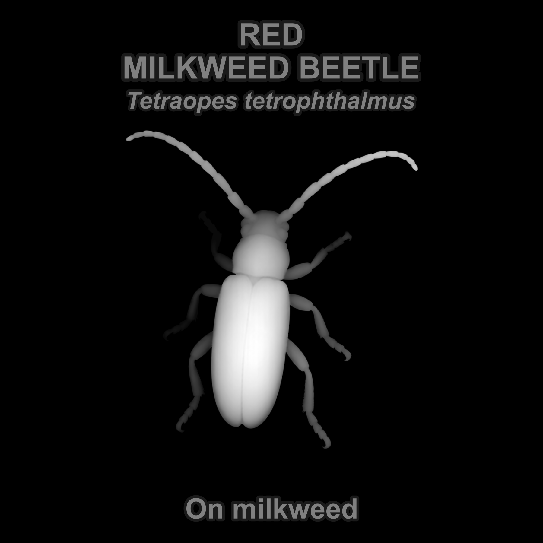 Drag this PNG into xTool Studio Red milkweed beetle — Relief depth PNG — prototype