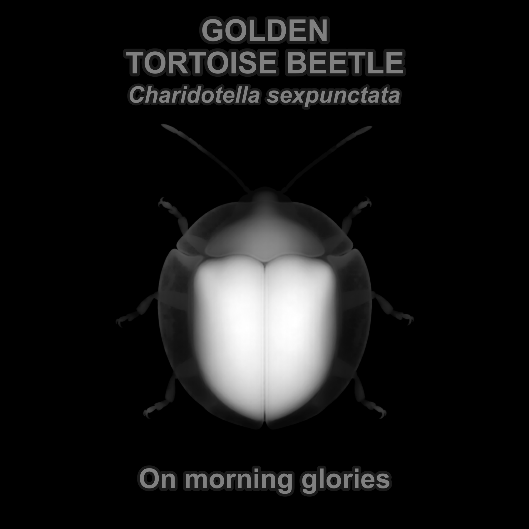 Drag this PNG into xTool Studio Golden tortoise beetle — Relief depth PNG — prototype