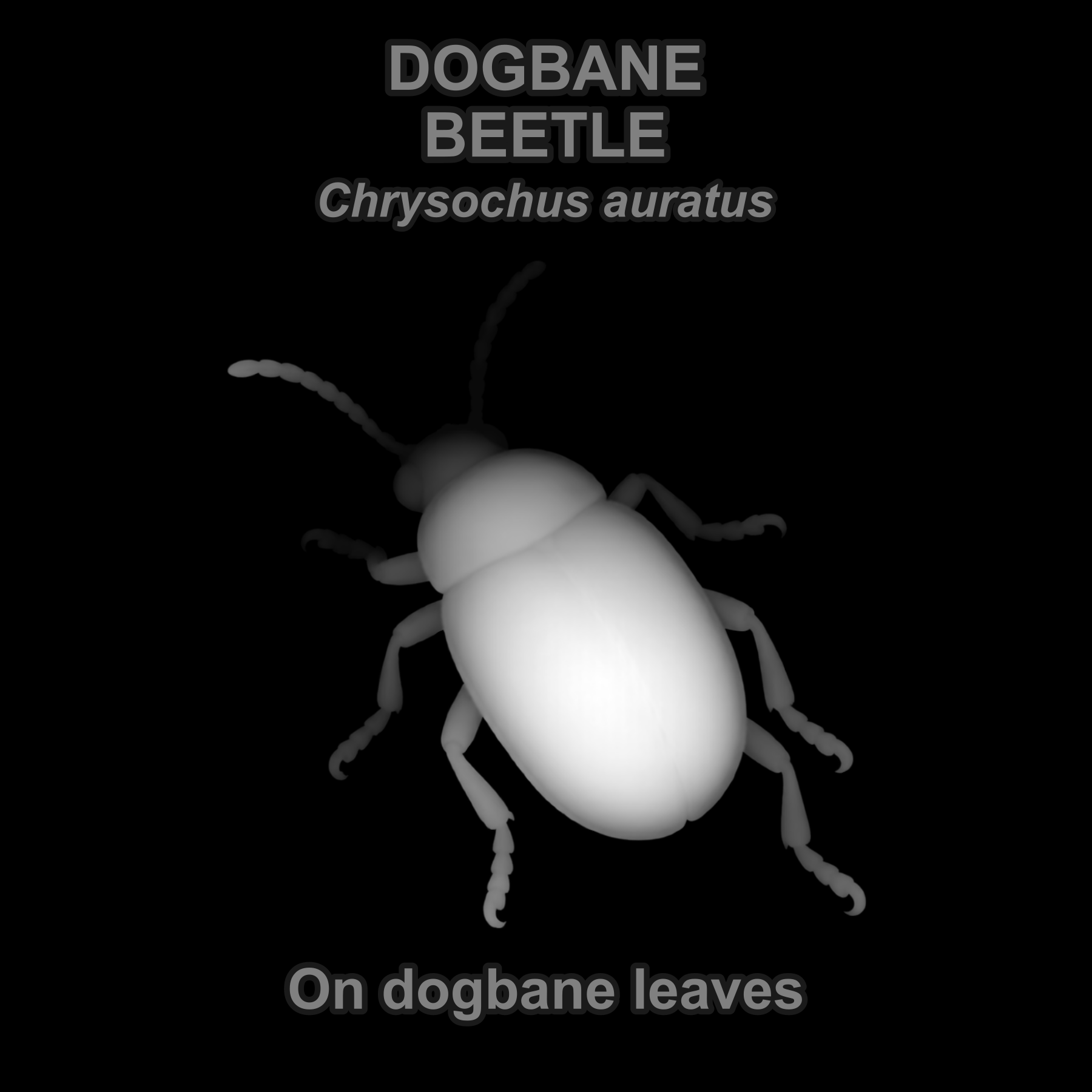Dogbane beetle — Relief depth PNG — prototype