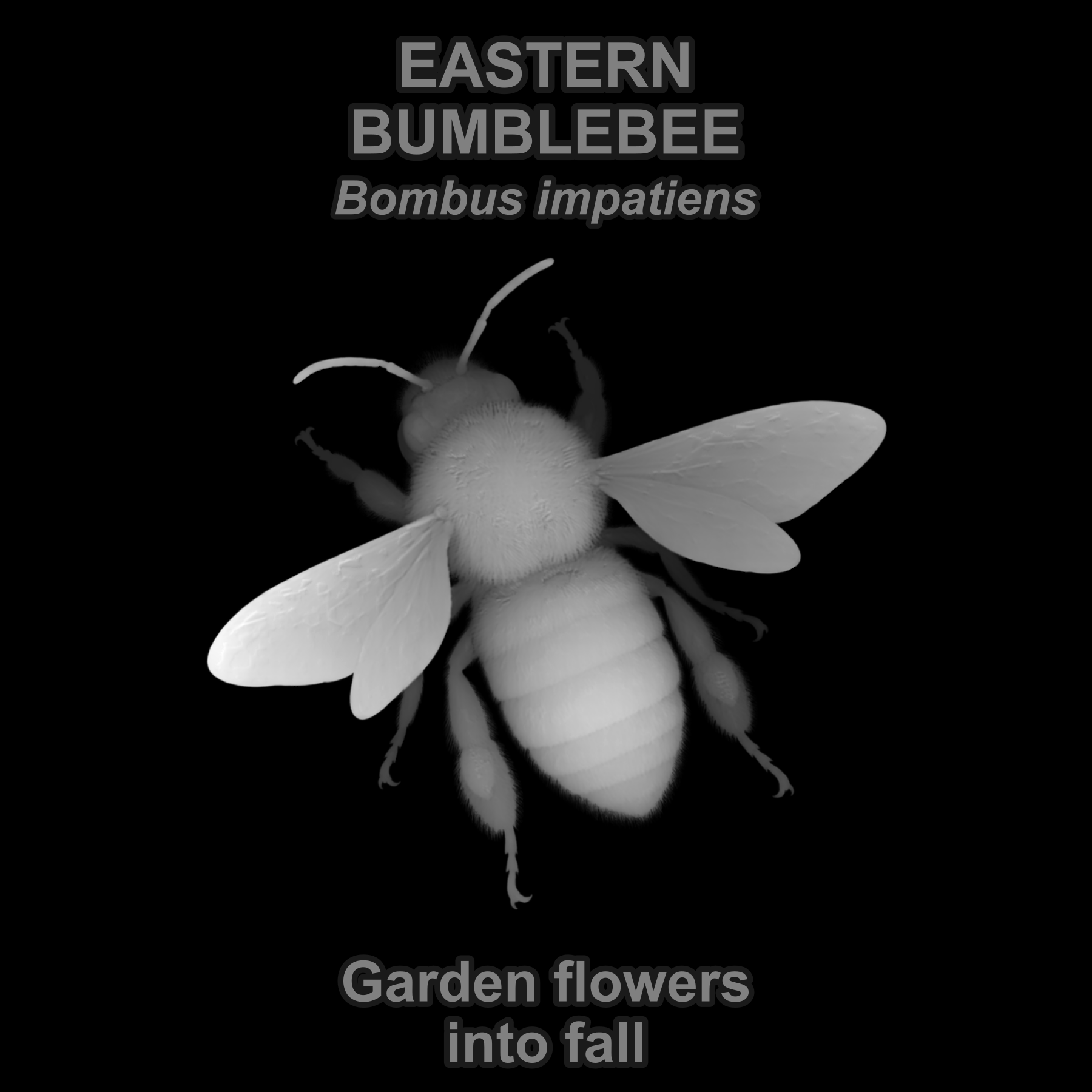 Drag this PNG into xTool Studio Common eastern bumblebee — Relief depth PNG — prototype