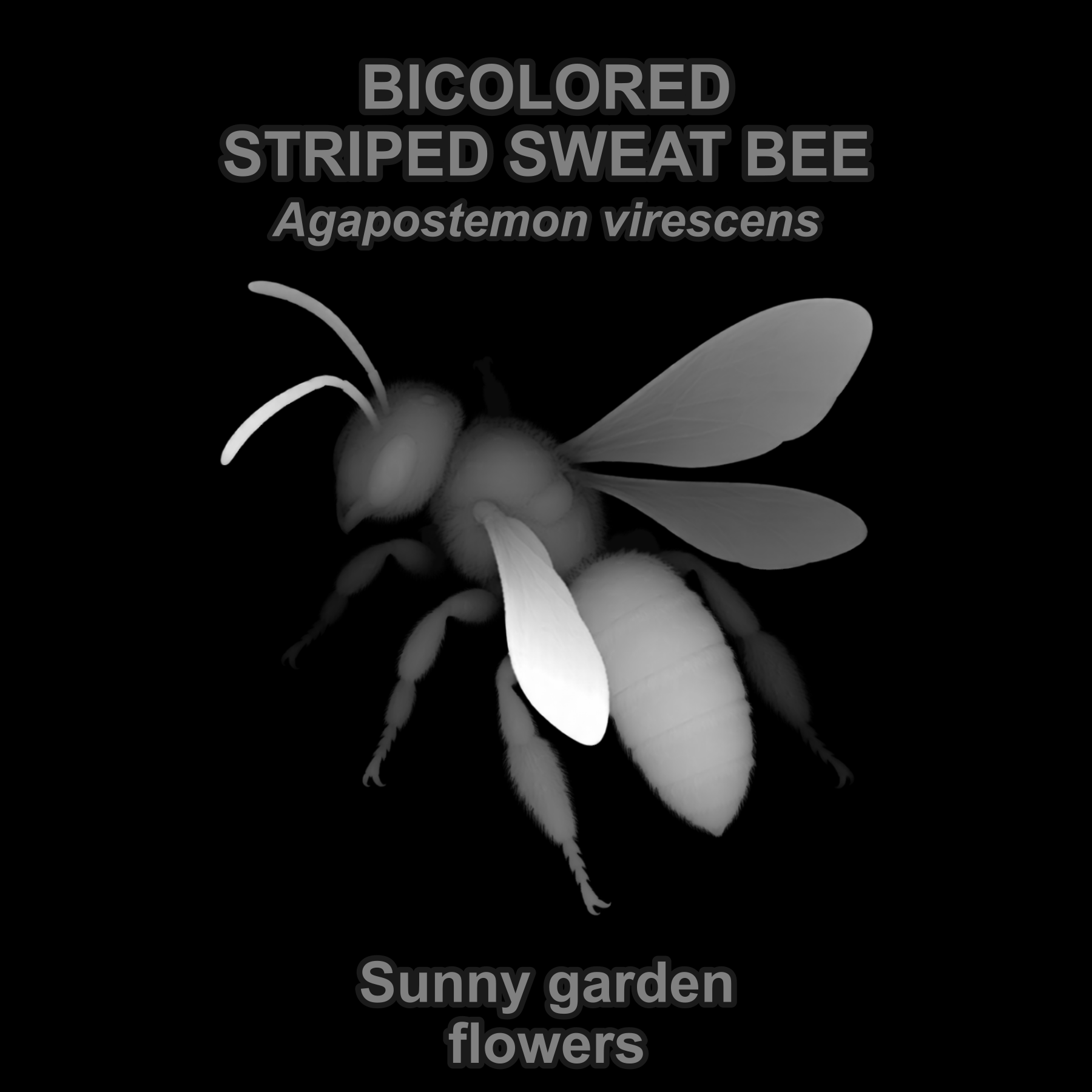 Drag this PNG into xTool Studio Bicolored striped sweat bee — Relief depth PNG — prototype