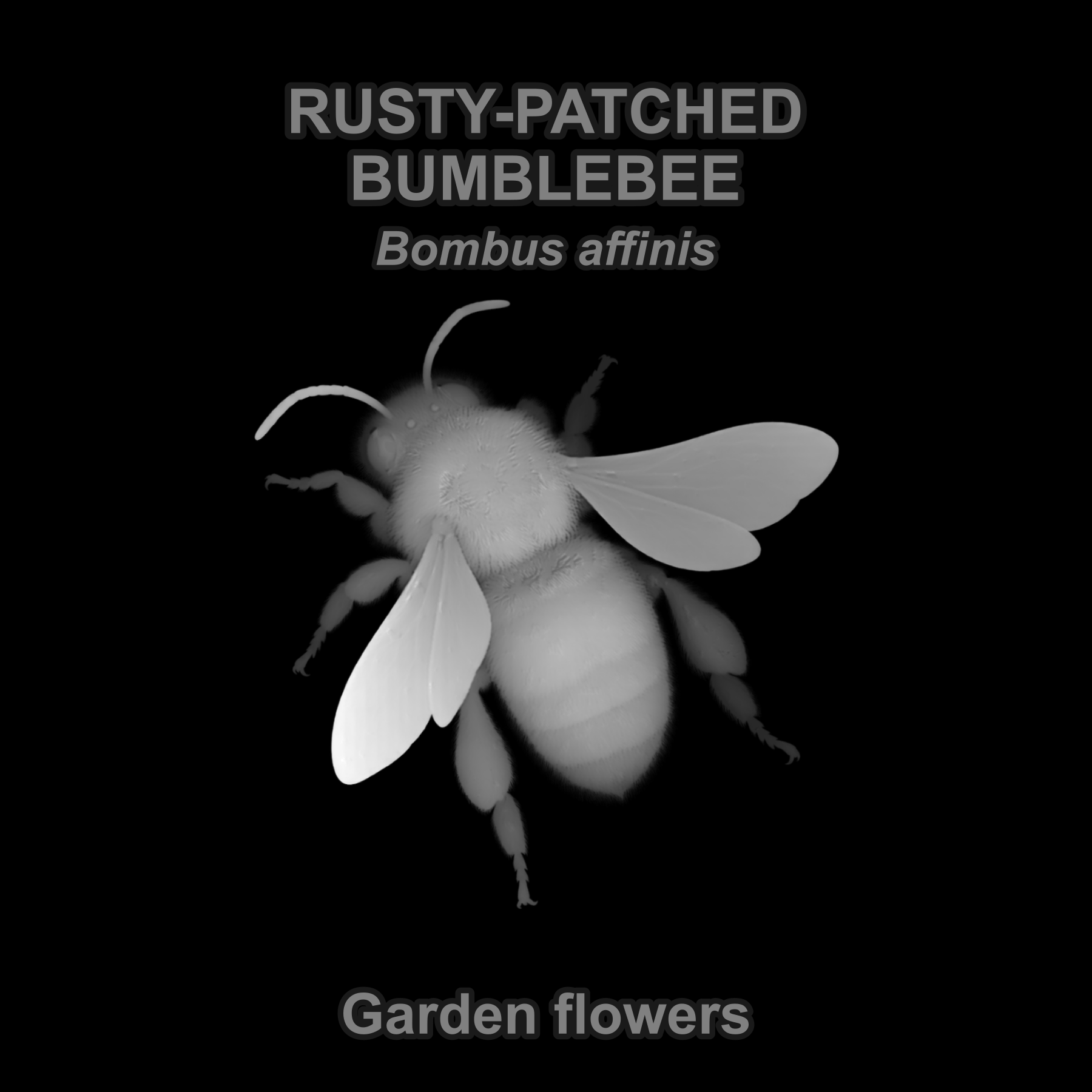 Rusty-patched bumblebee — Relief depth PNG — prototype