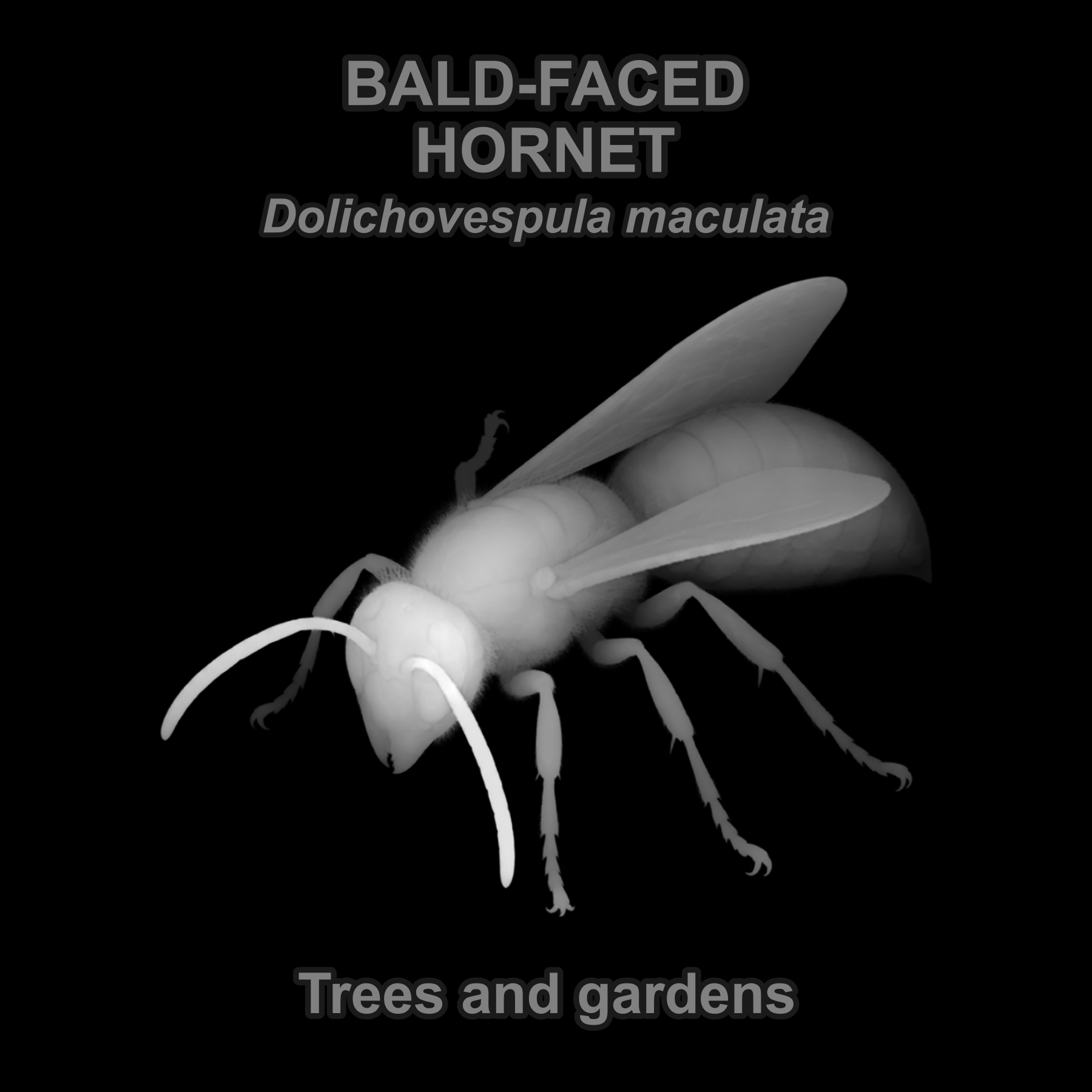 Bald-faced hornet — Relief depth PNG — prototype