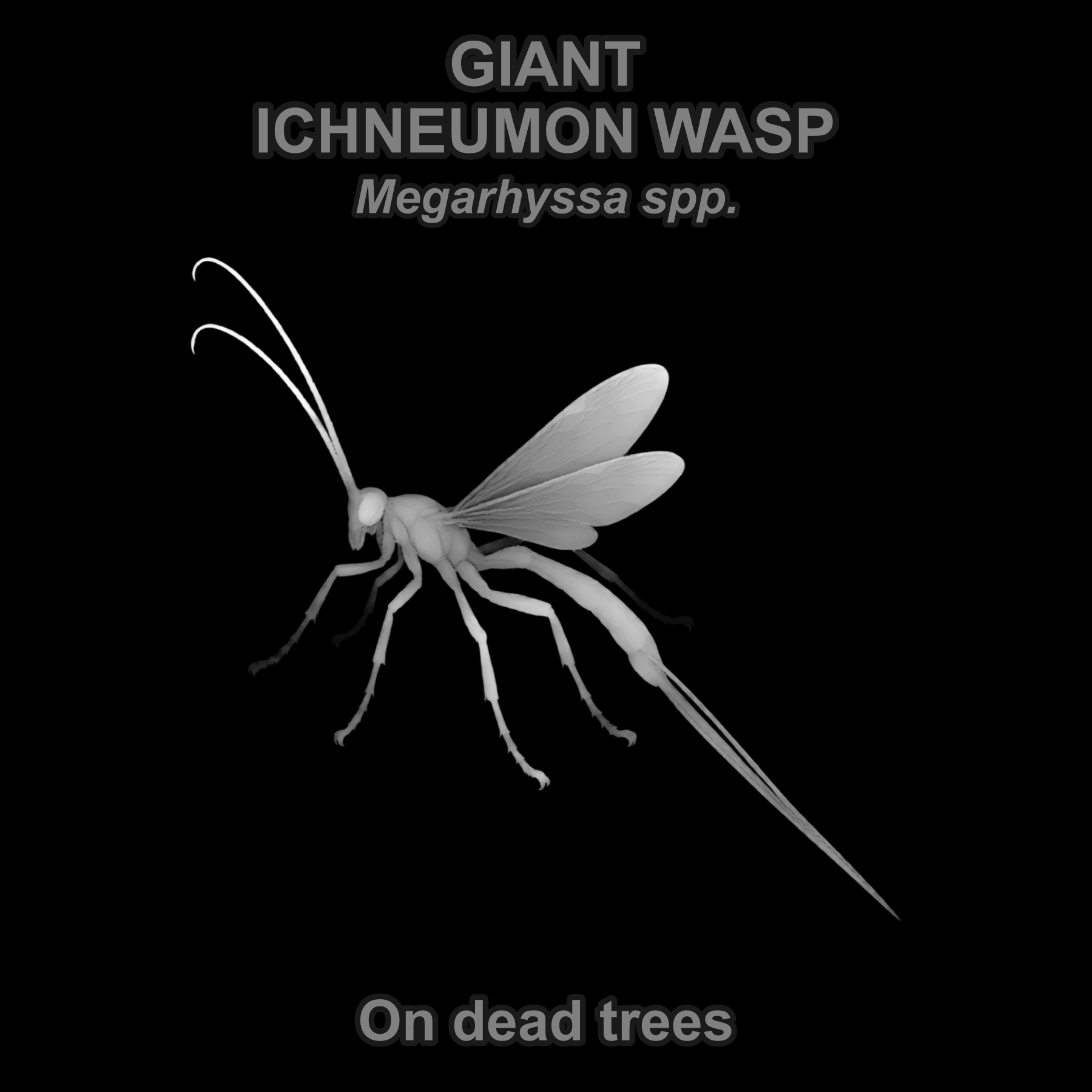 Drag this PNG into xTool Studio Giant ichneumon wasp — Relief depth PNG — prototype