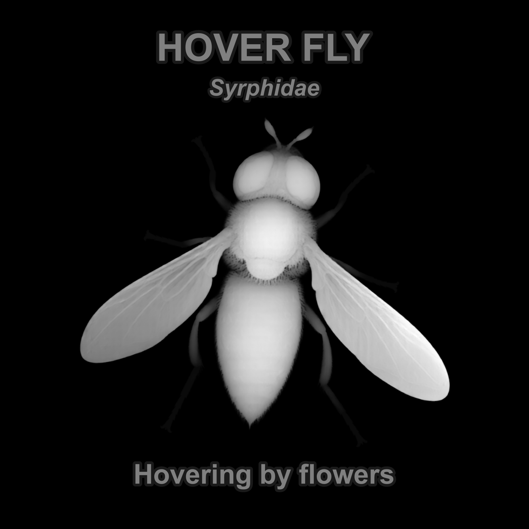 Drag this PNG into xTool Studio Hover fly — Relief depth PNG — prototype