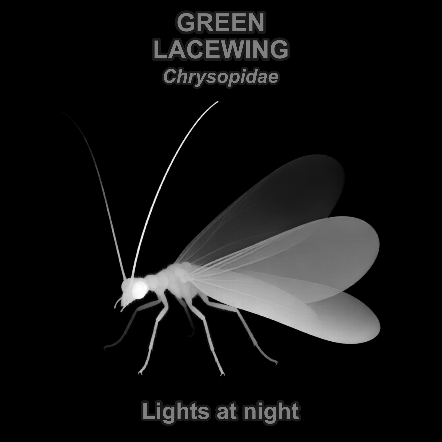Drag this PNG into xTool Studio Green lacewing — Relief depth PNG — prototype