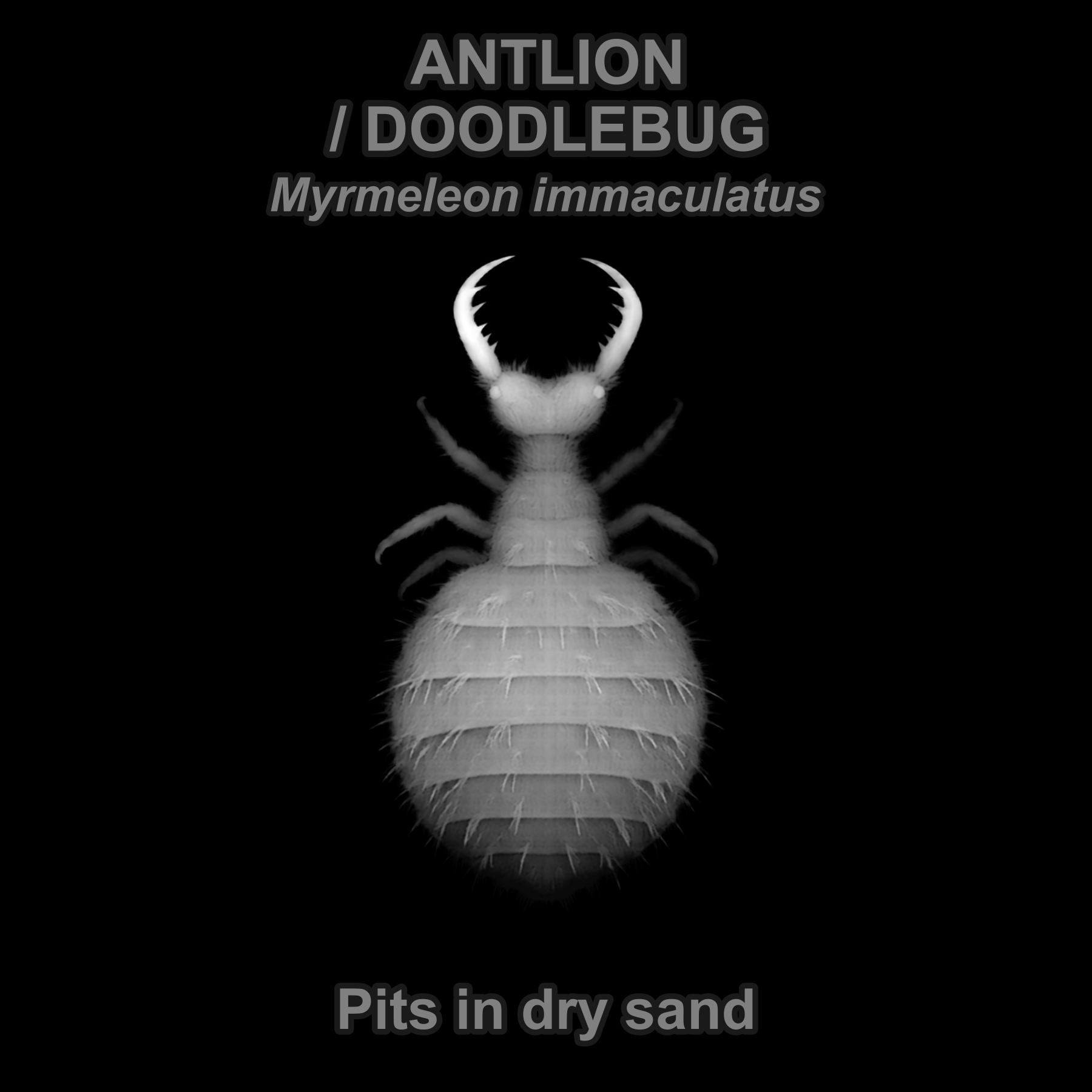 Antlion / doodlebug — Relief depth PNG — prototype