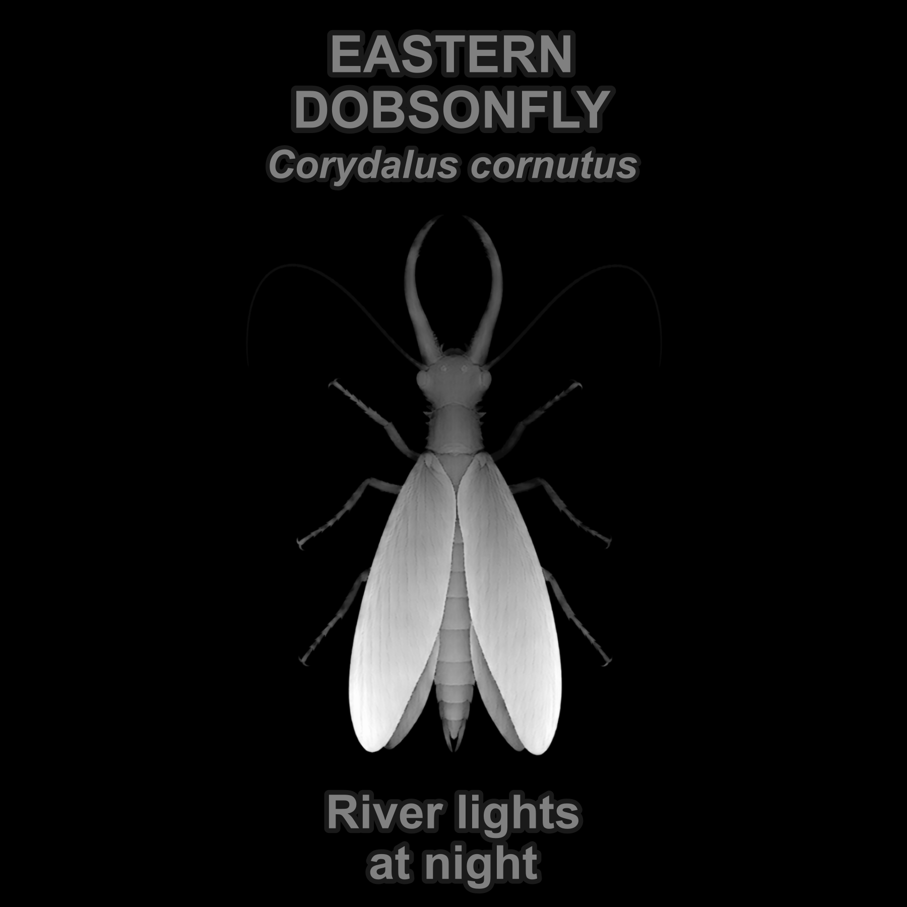 Drag this PNG into xTool Studio Eastern dobsonfly — Relief depth PNG — prototype