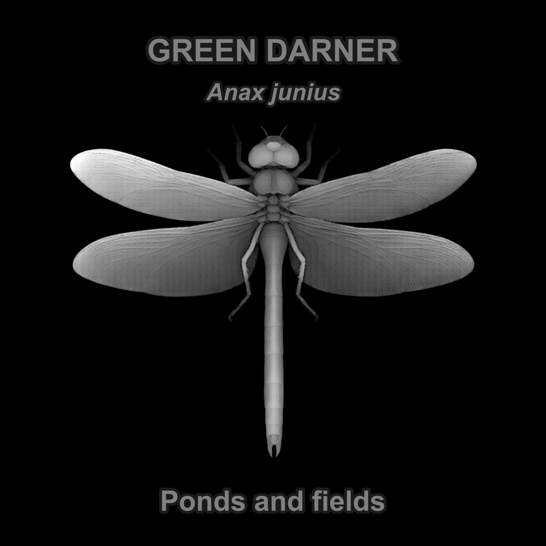 Common green darner — Relief depth PNG — prototype