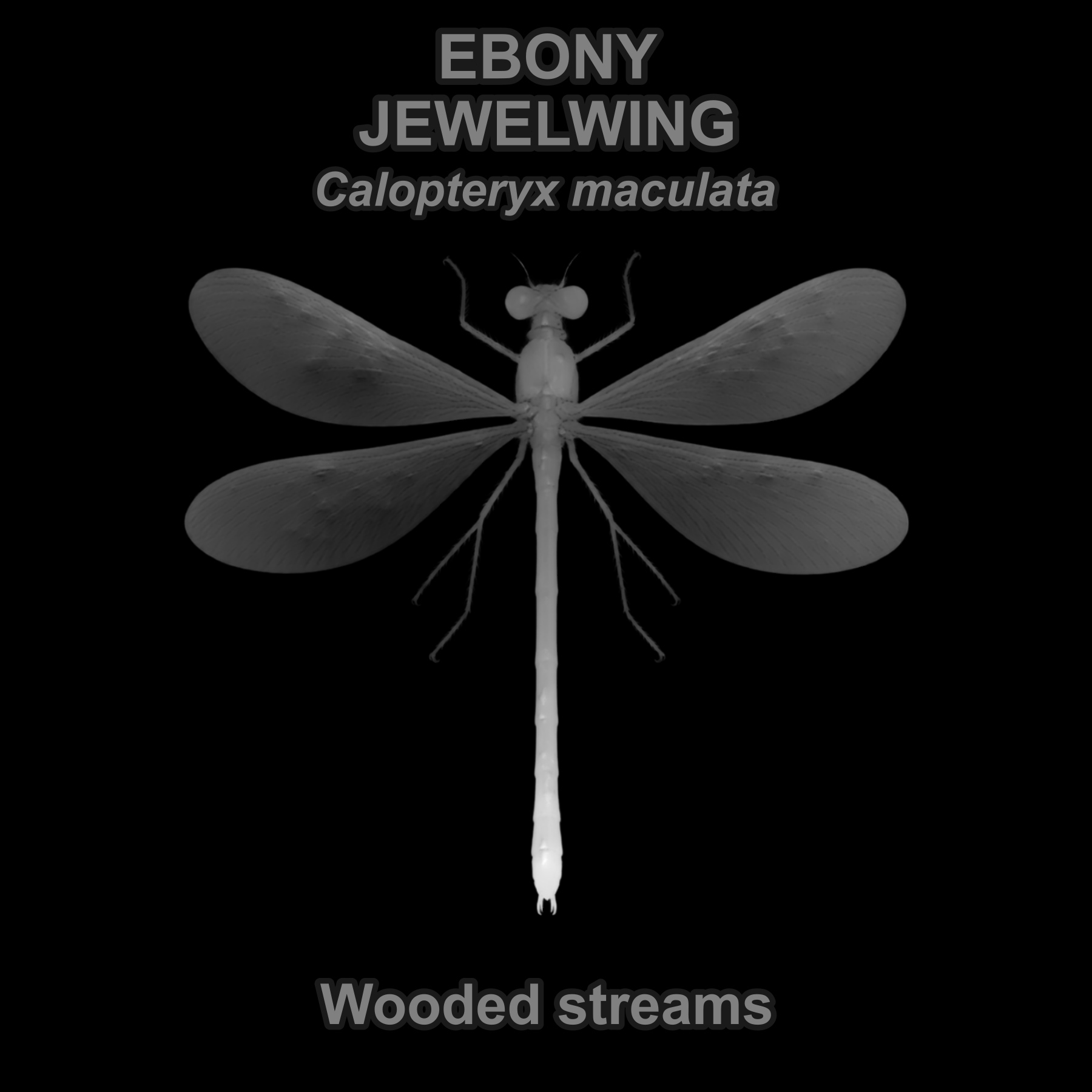 Ebony jewelwing — Relief depth PNG — prototype