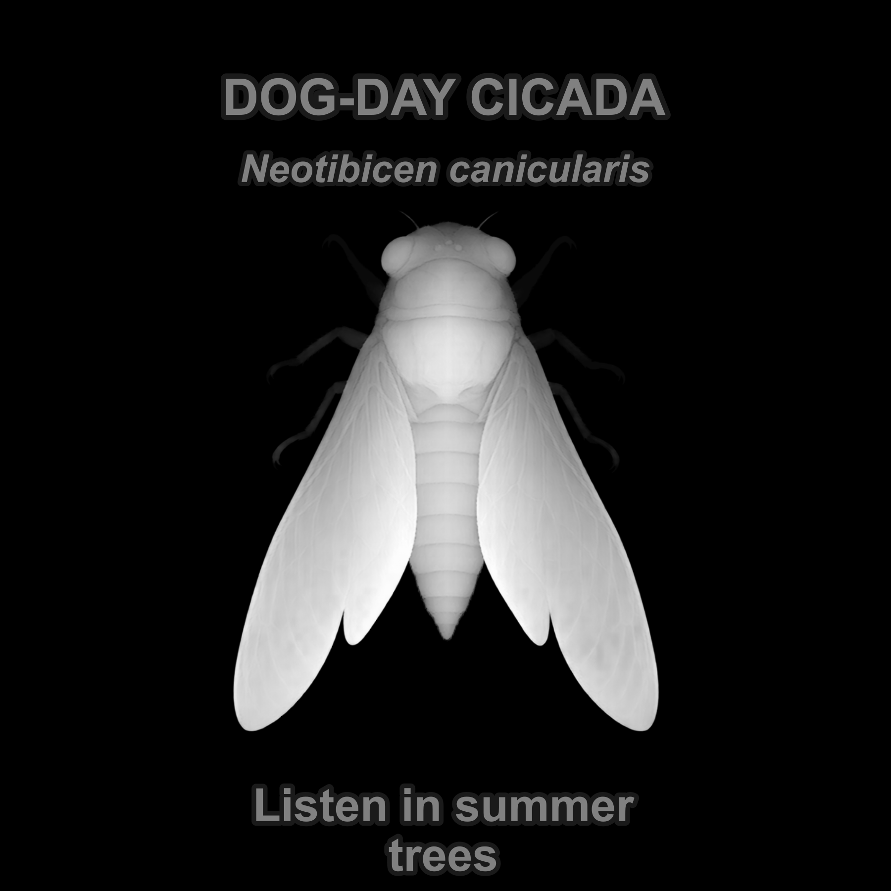 Dog-day cicada — Relief depth PNG — prototype