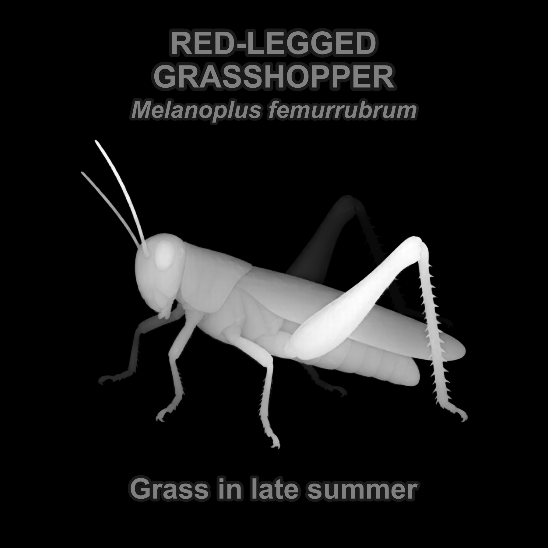 Drag this PNG into xTool Studio Red-legged grasshopper — Relief depth PNG — prototype