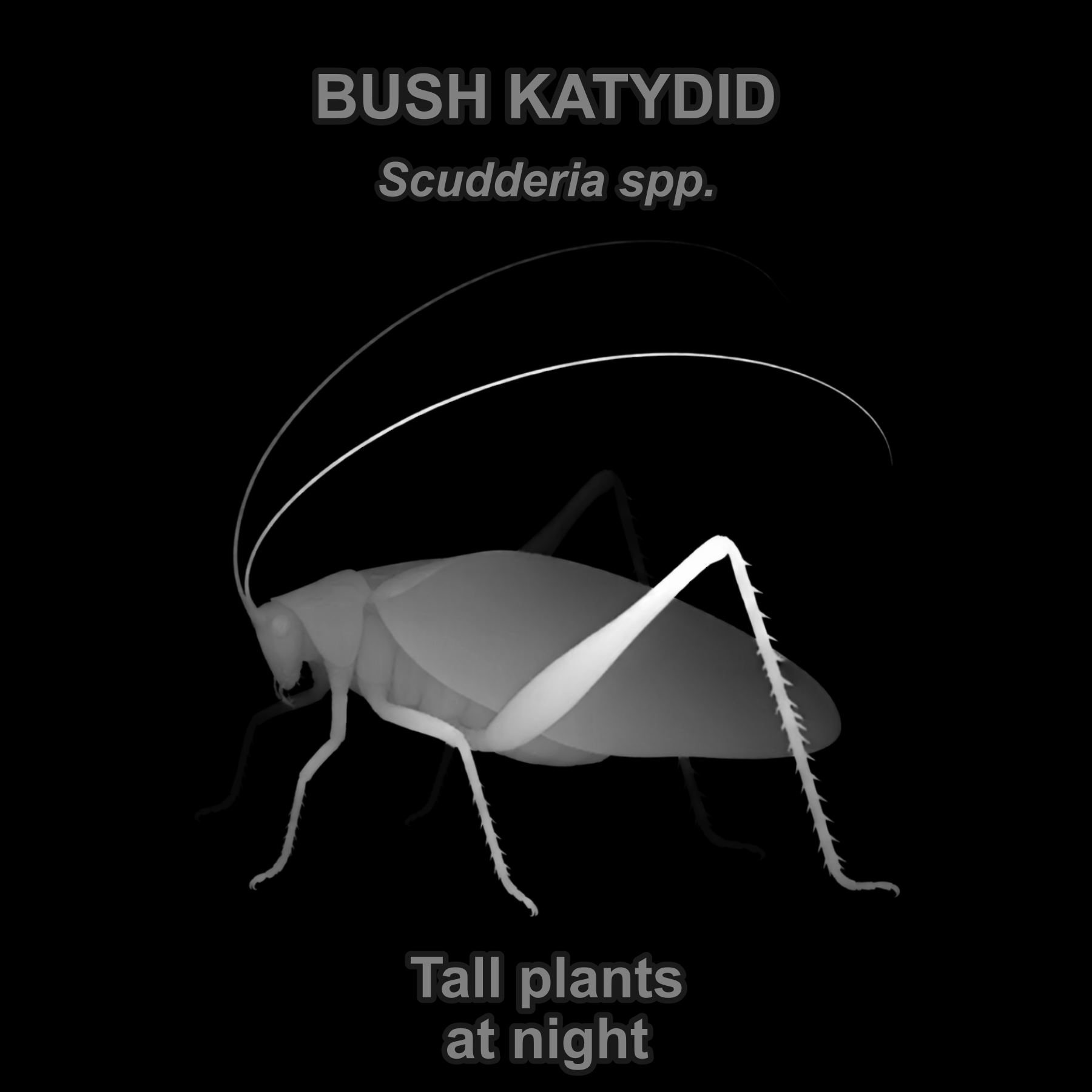 Drag this PNG into xTool Studio Bush katydid — Relief depth PNG — prototype