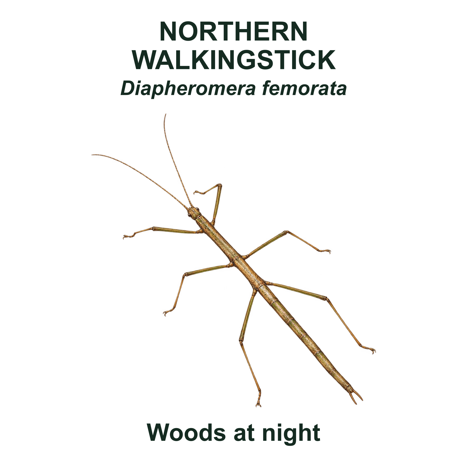 Northern walkingstick — Transparent front PNG