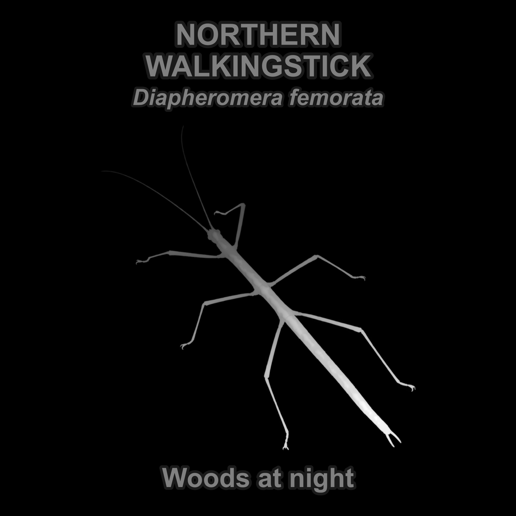 Northern walkingstick — Relief depth PNG — prototype