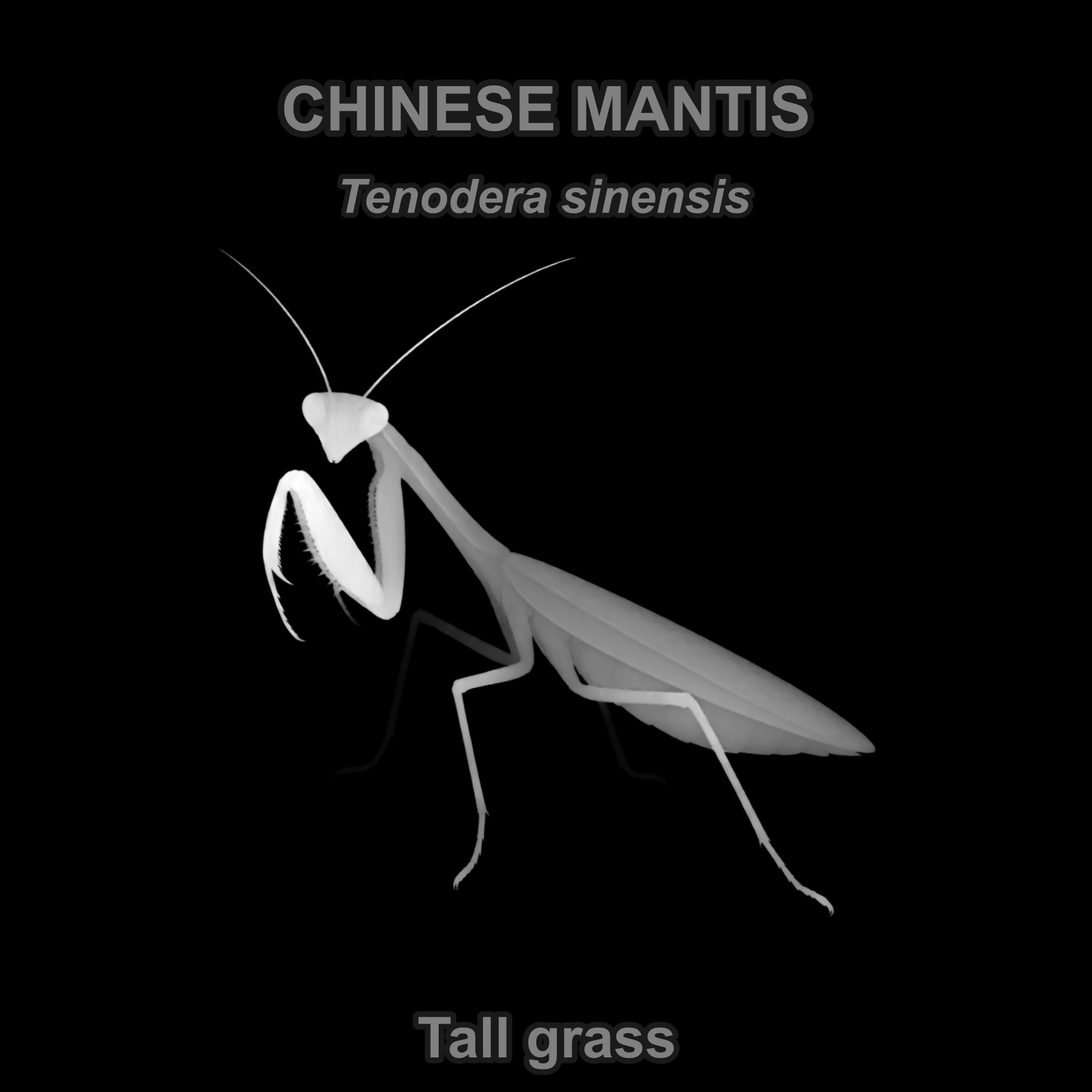 Drag this PNG into xTool Studio Chinese mantis — Relief depth PNG — prototype