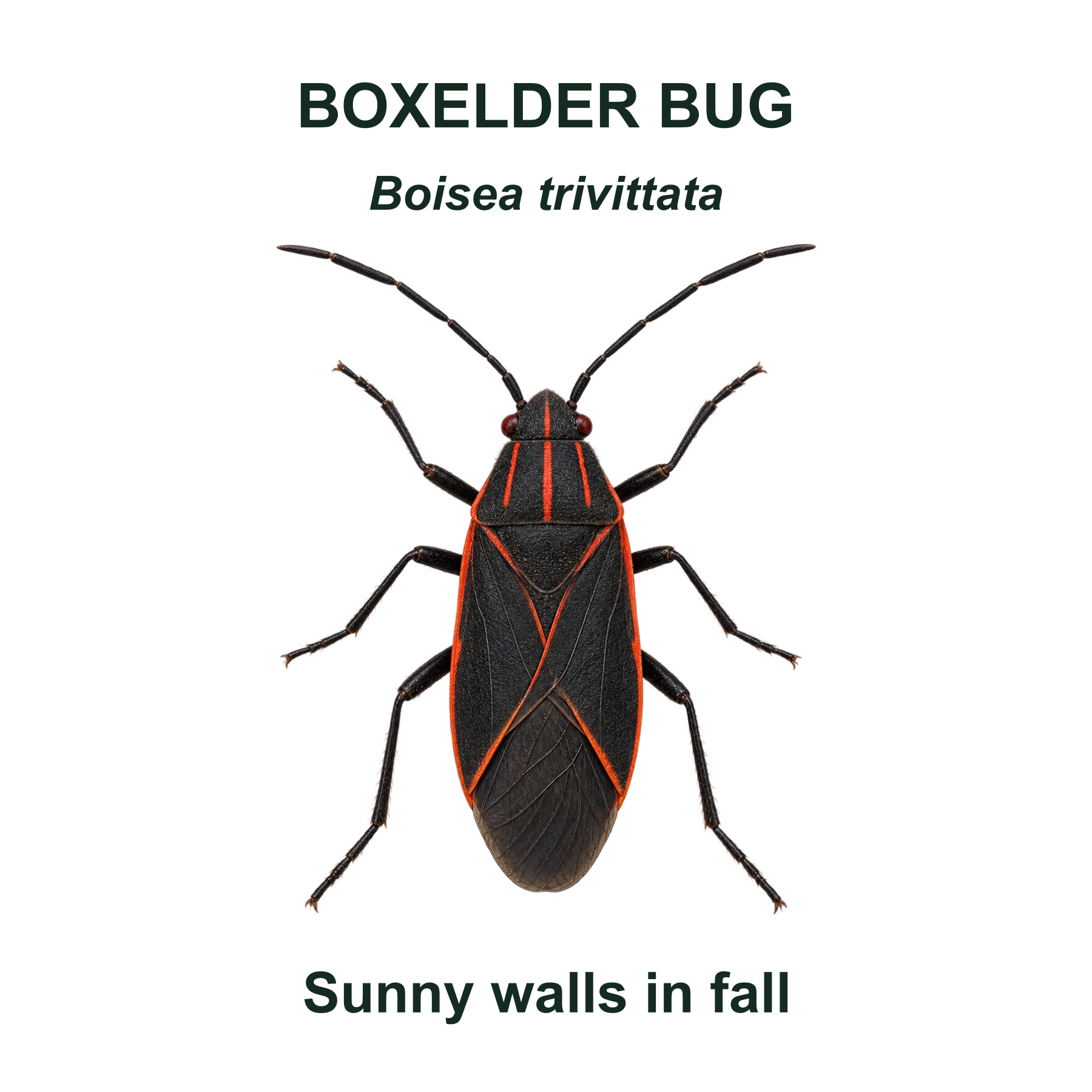 Drag this PNG into xTool Studio Boxelder bug — Transparent front PNG