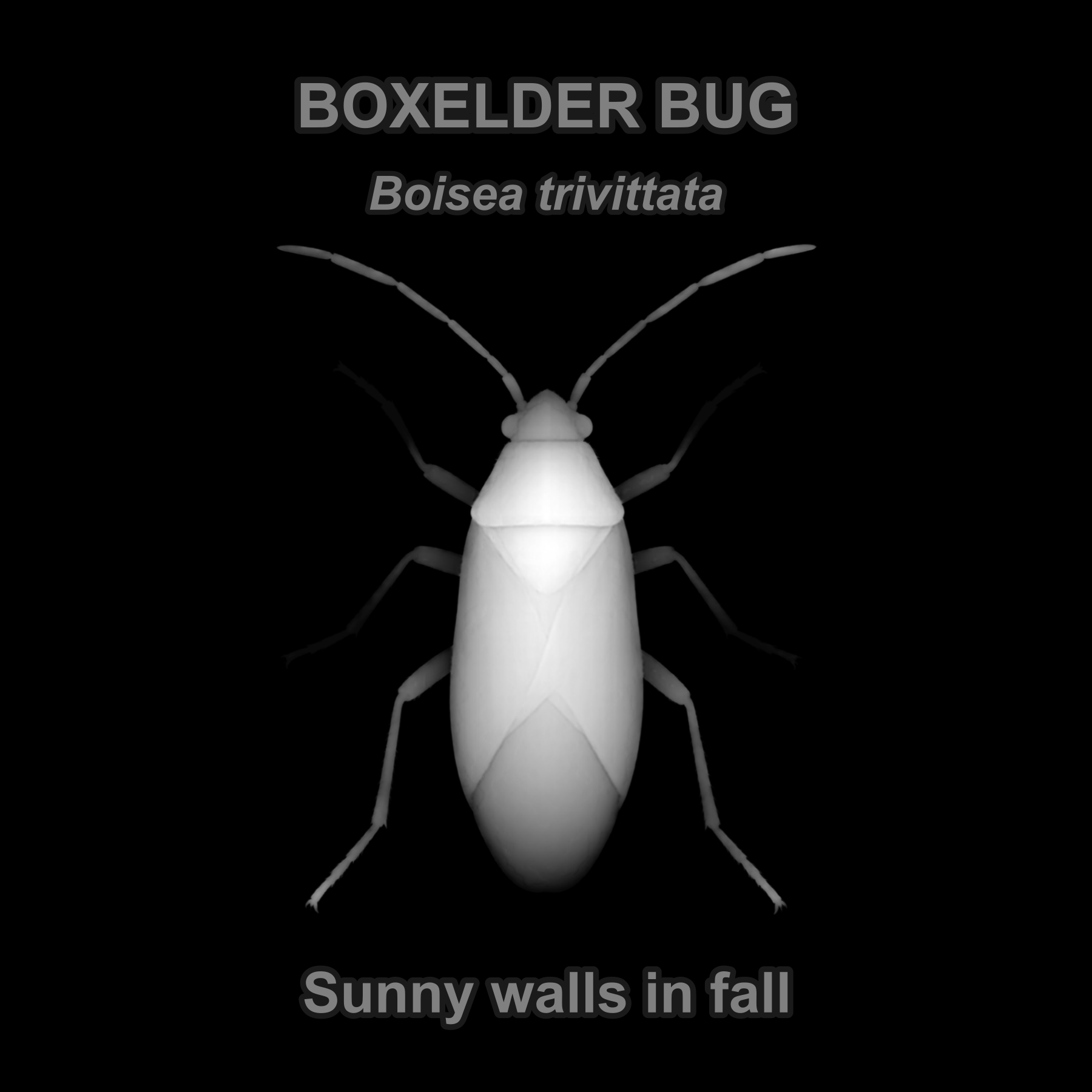 Drag this PNG into xTool Studio Boxelder bug — Relief depth PNG — prototype