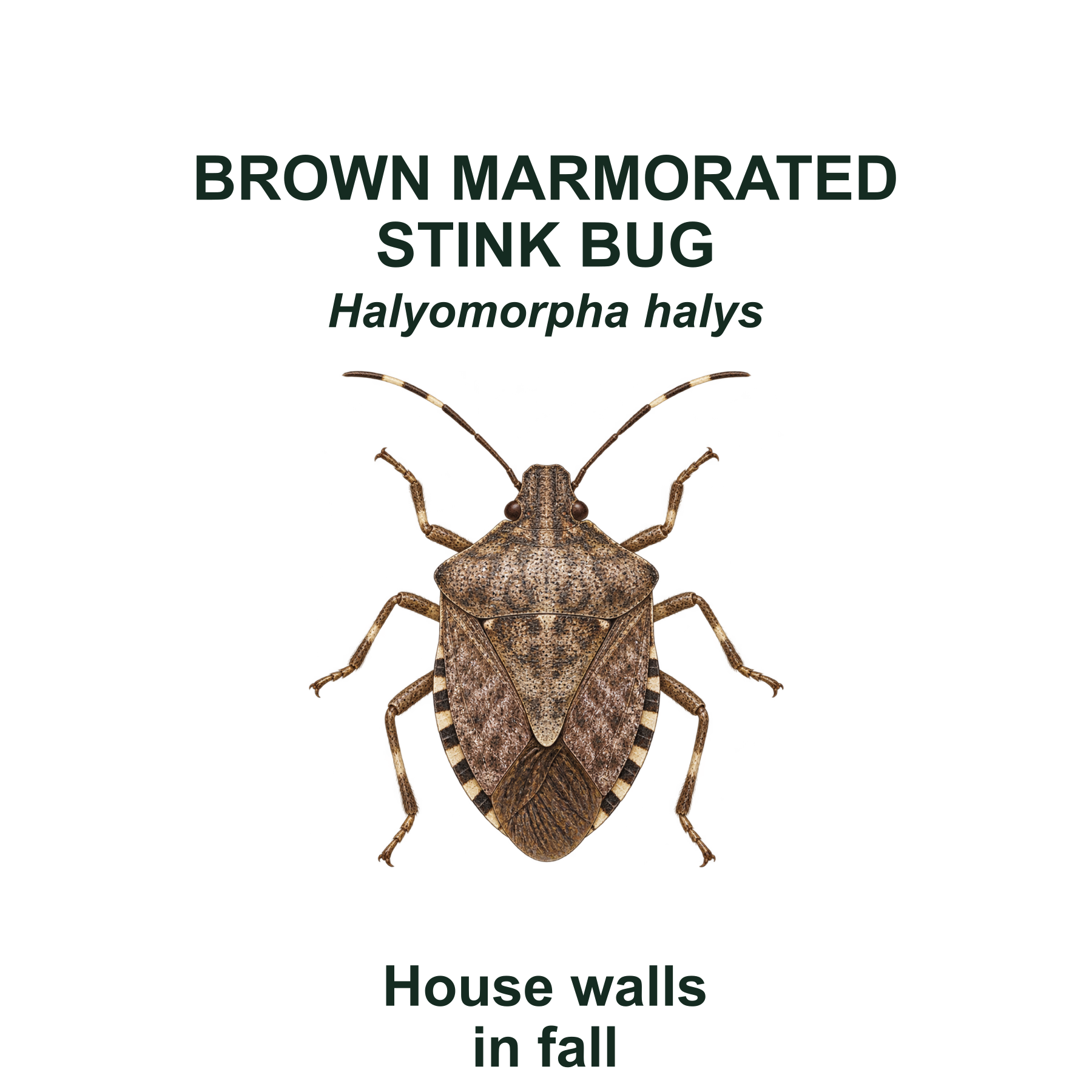 Brown marmorated stink bug — Transparent front PNG
