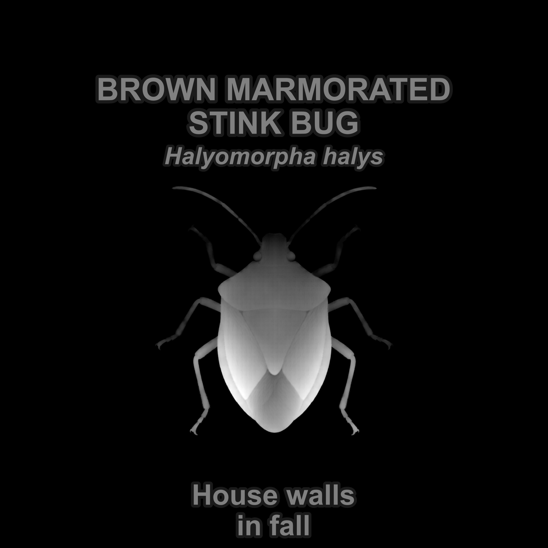 Brown marmorated stink bug — Relief depth PNG — prototype