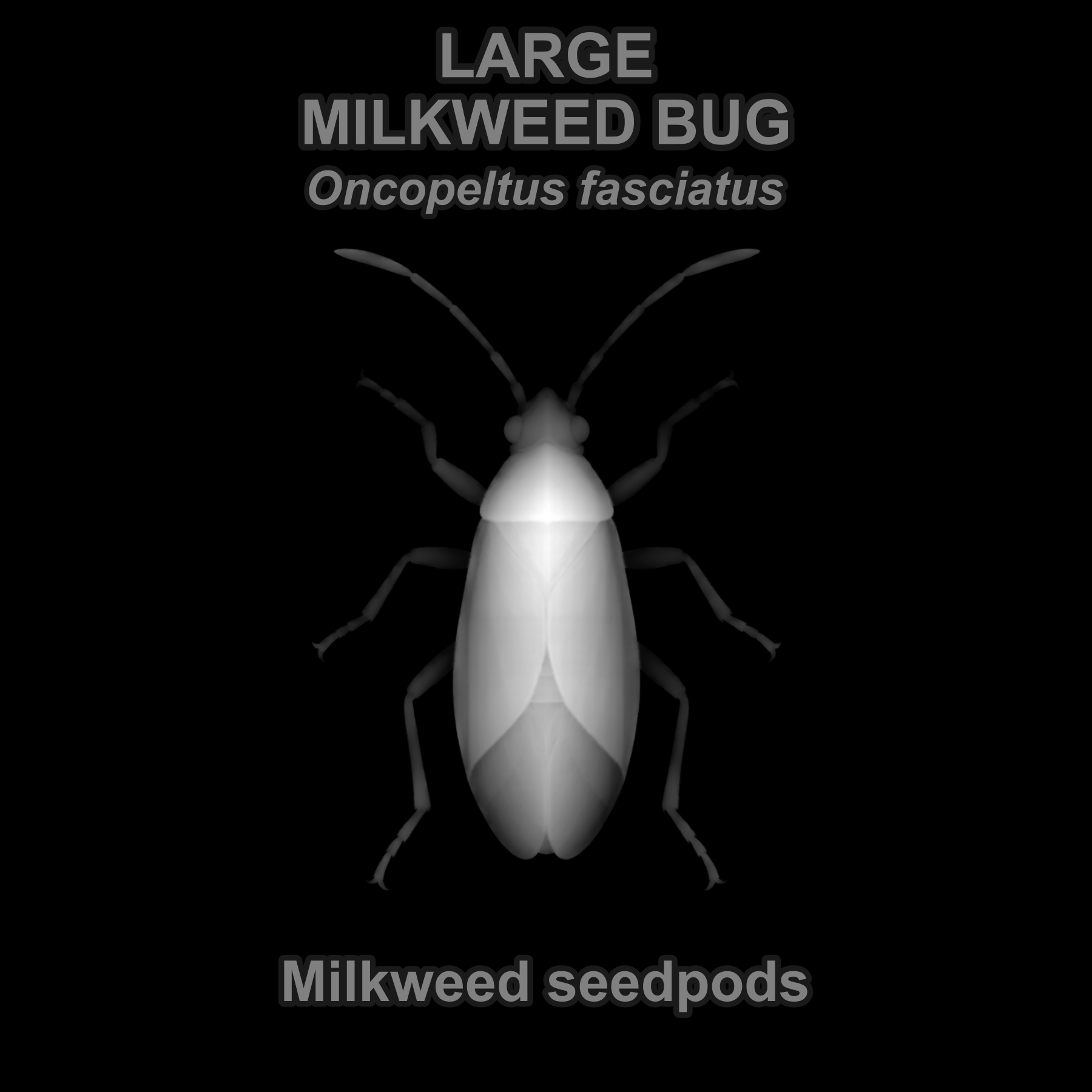 Large milkweed bug — Relief depth PNG — prototype
