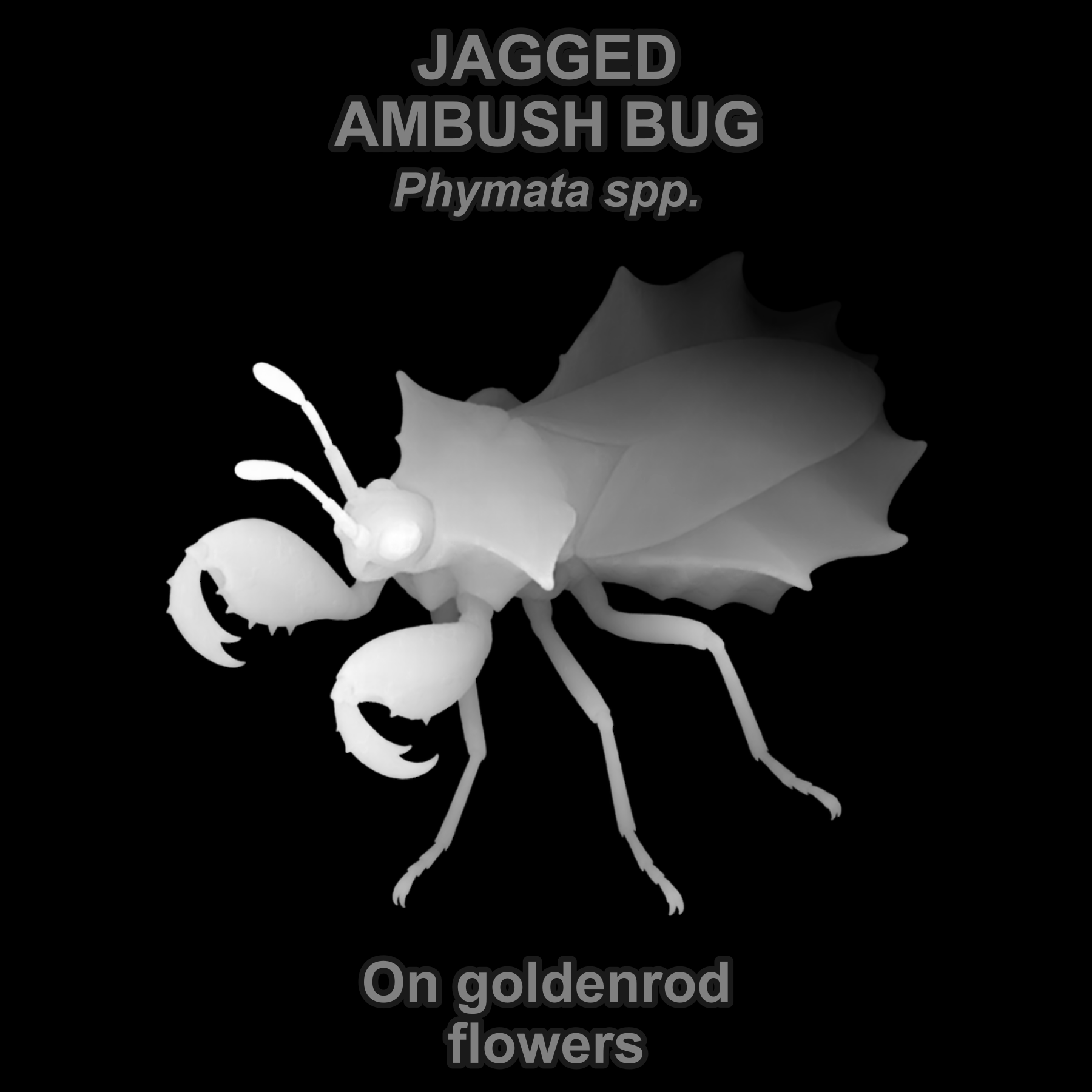 Drag this PNG into xTool Studio Jagged ambush bug — Relief depth PNG — prototype