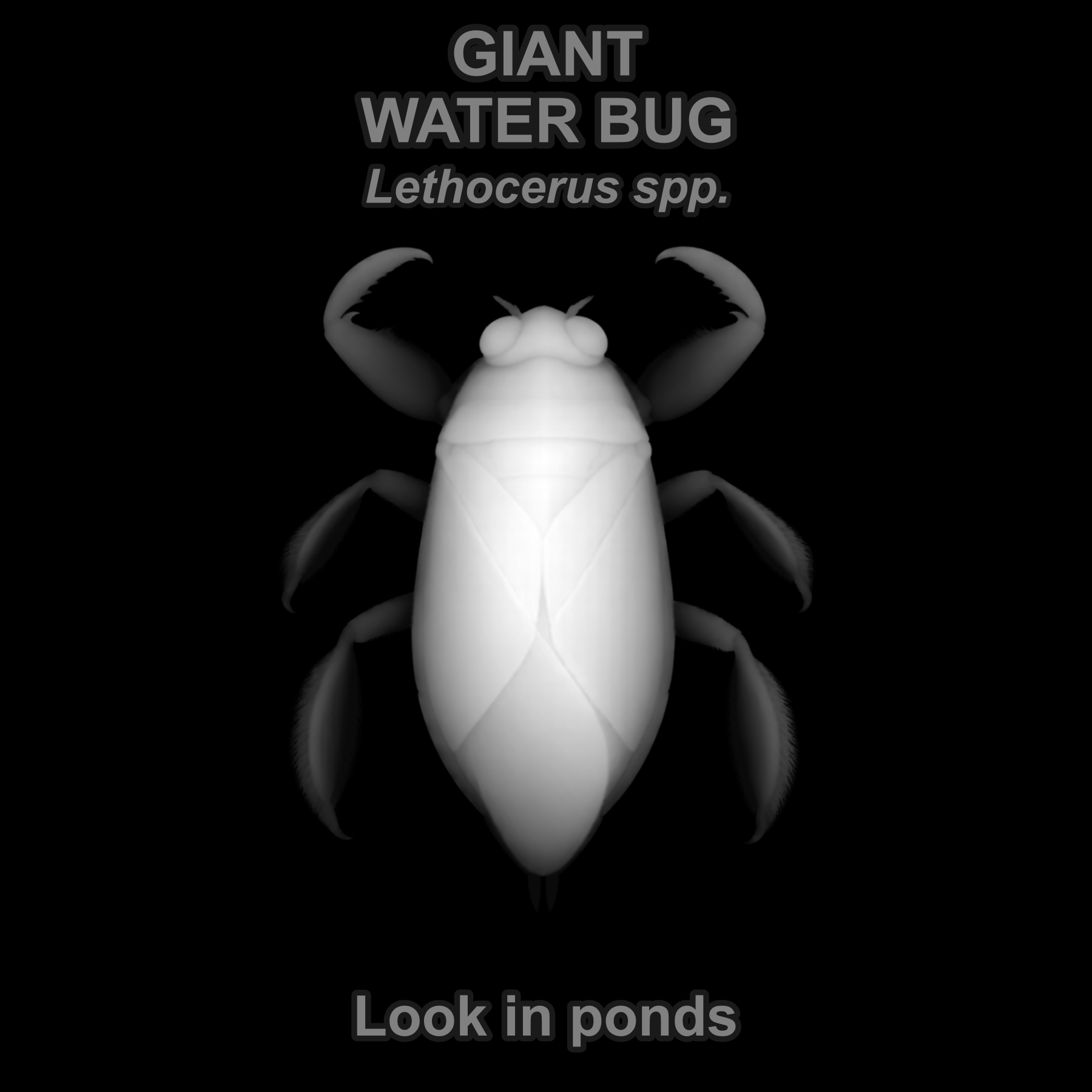 Drag this PNG into xTool Studio Giant water bug — Relief depth PNG — prototype