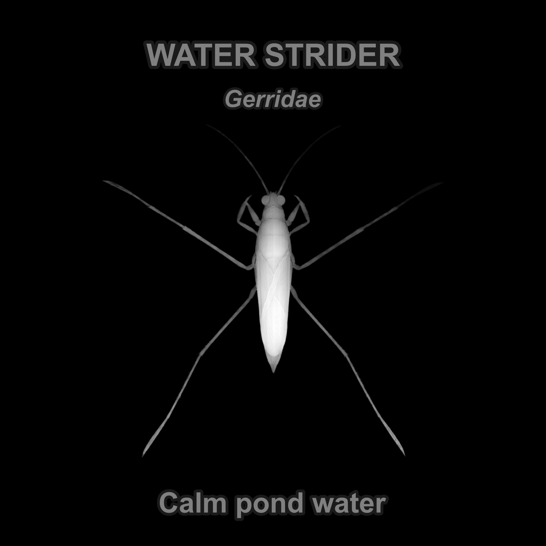 Water strider — Relief depth PNG — prototype