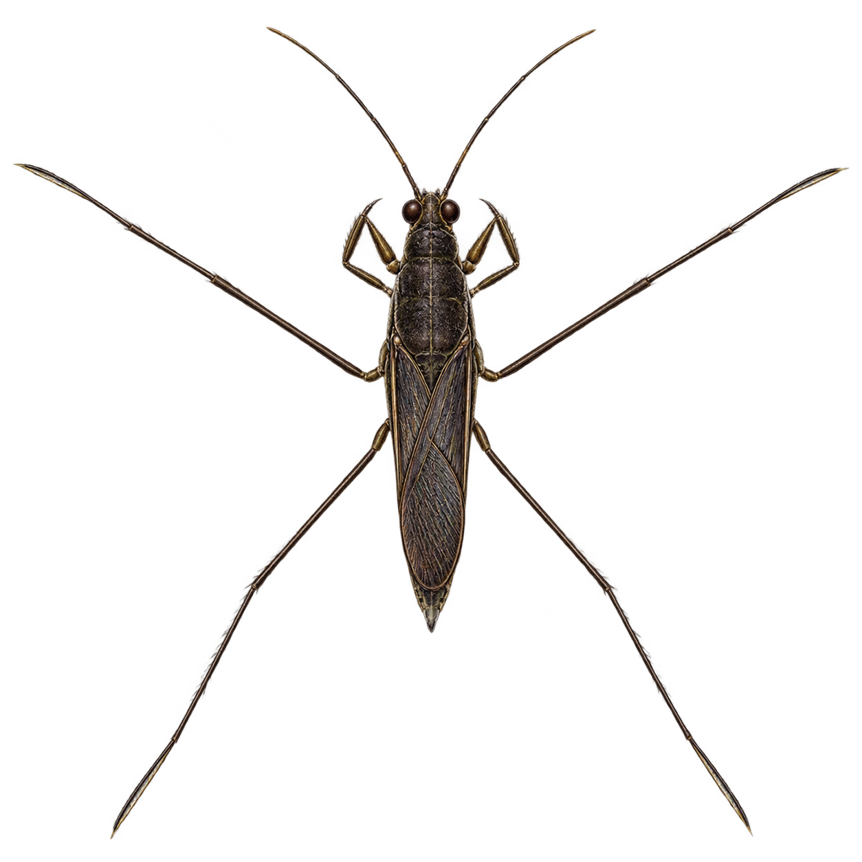 Water strider — Original artwork