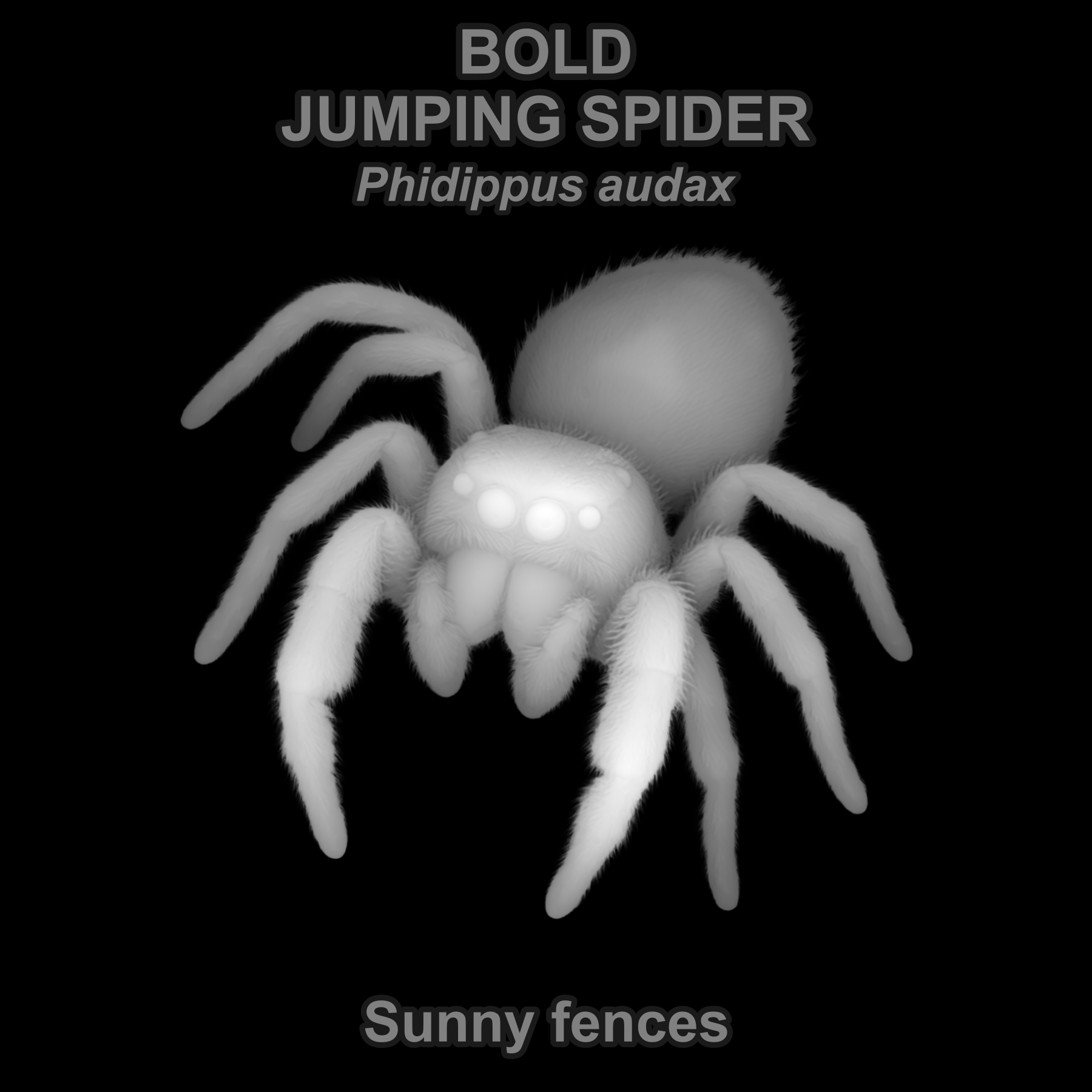 Bold jumping spider — Relief depth PNG — prototype