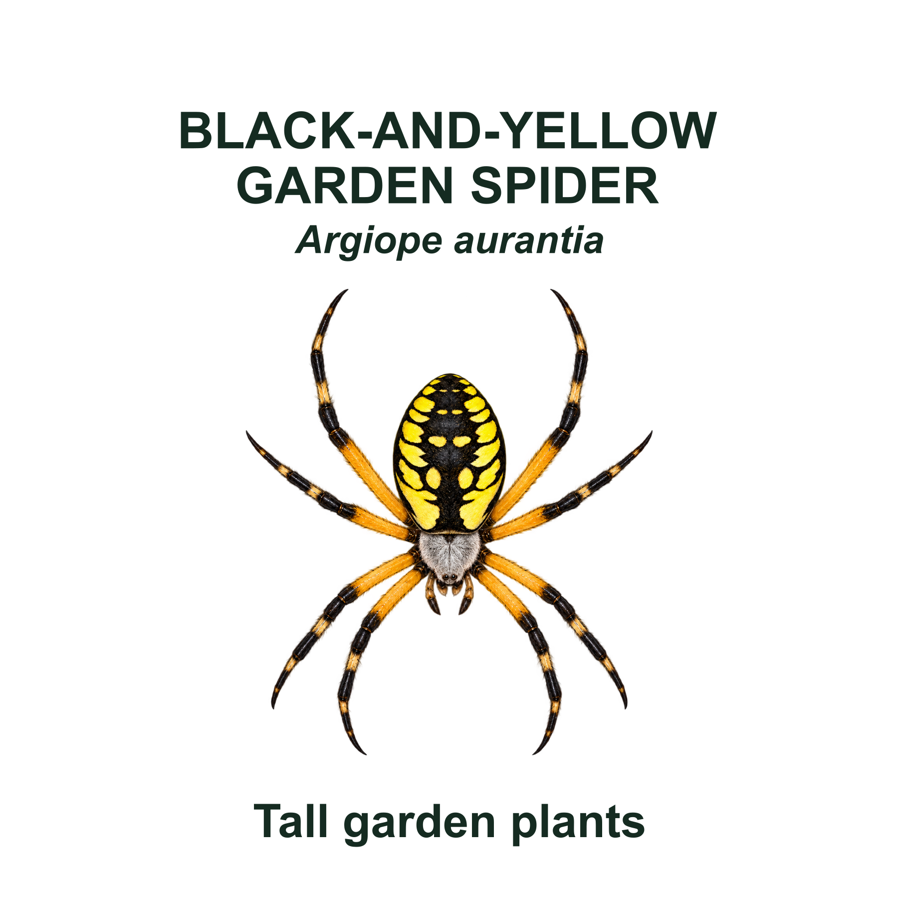 Drag this PNG into xTool Studio Black-and-yellow garden spider — Transparent front PNG